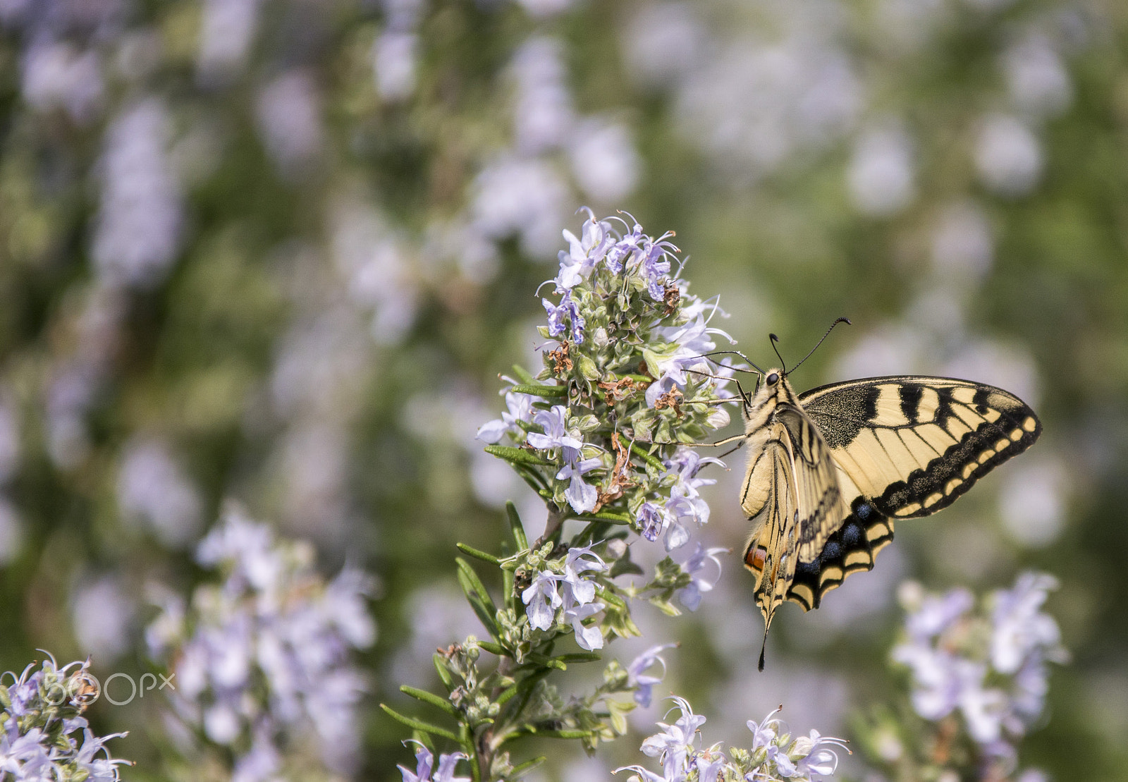 Sigma 70-200mm F2.8 EX DG Macro HSM II sample photo. Butterfly photography