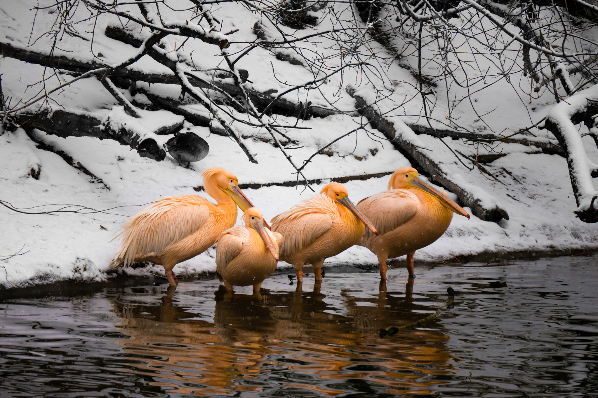 Panasonic Lumix DMC-G5 sample photo. Pelican meeting? photography