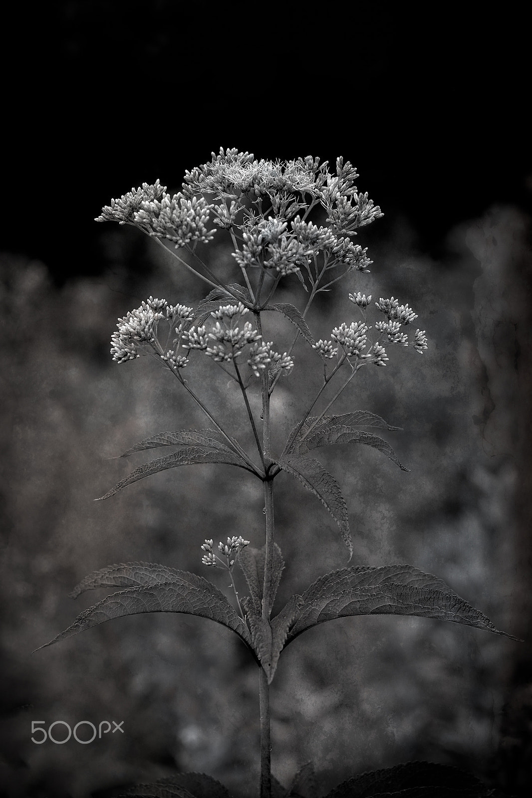 Fujifilm X-T1 + Fujifilm XF 90mm F2 R LM WR sample photo. Flower at kendall photography