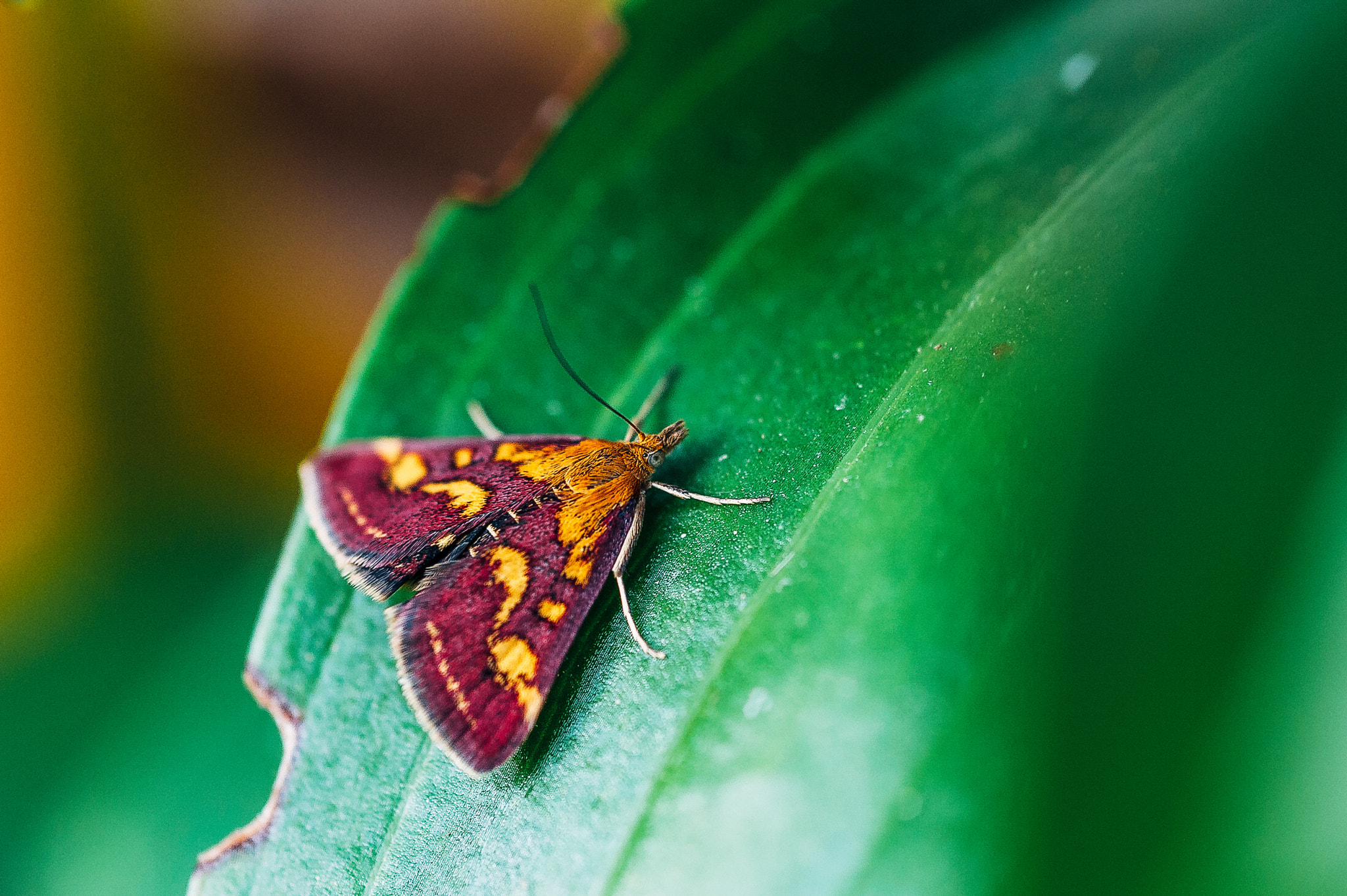 Nikon AF Micro-Nikkor 60mm F2.8D sample photo. Butterfly photography