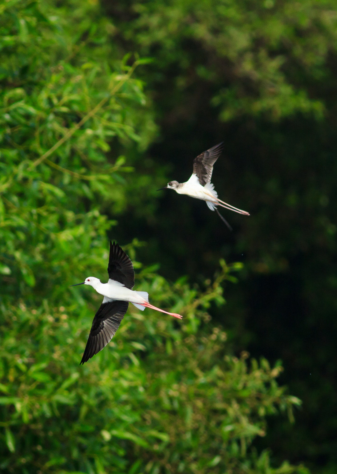 Canon EOS 550D (EOS Rebel T2i / EOS Kiss X4) sample photo. Black winged stilts in flight photography