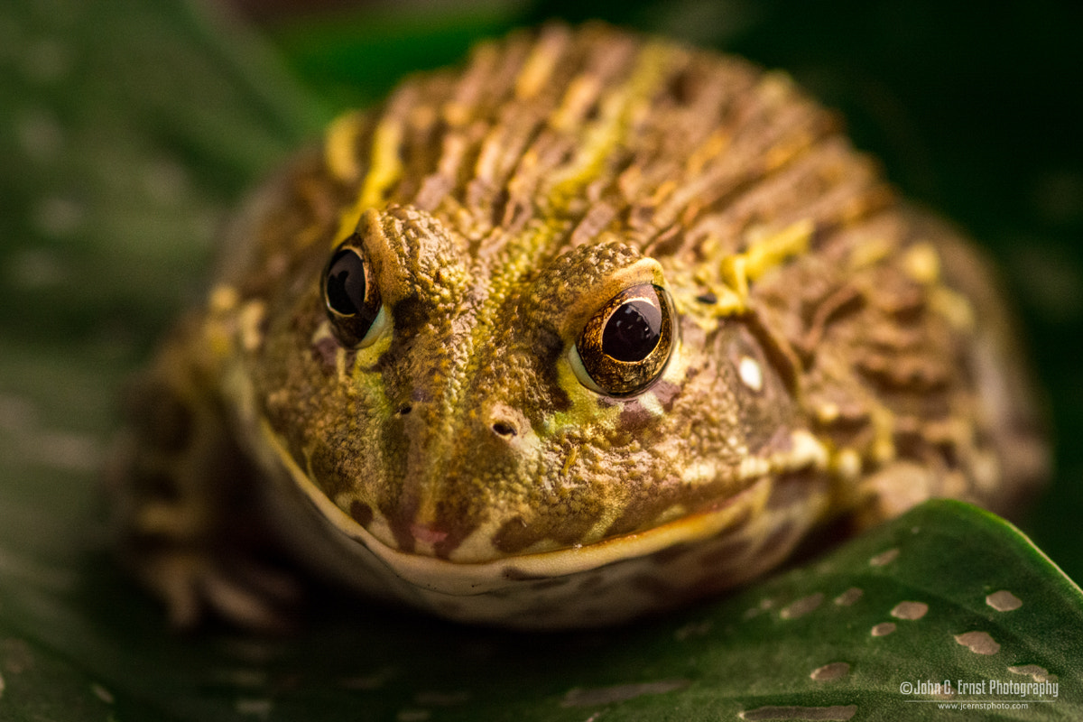 Nikon D7100 + Tokina AT-X Pro 100mm F2.8 Macro sample photo. Big smile photography