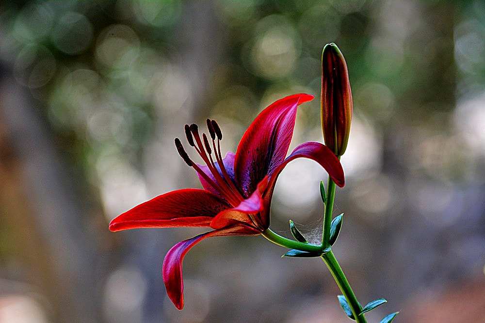 Nikon D7100 + Sigma 70-300mm F4-5.6 APO Macro Super II sample photo. Lilium - zambak photography