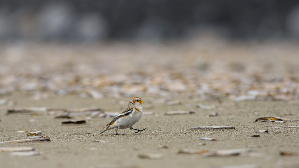 Nikon D7000 sample photo. Snow bunting's beach walk photography