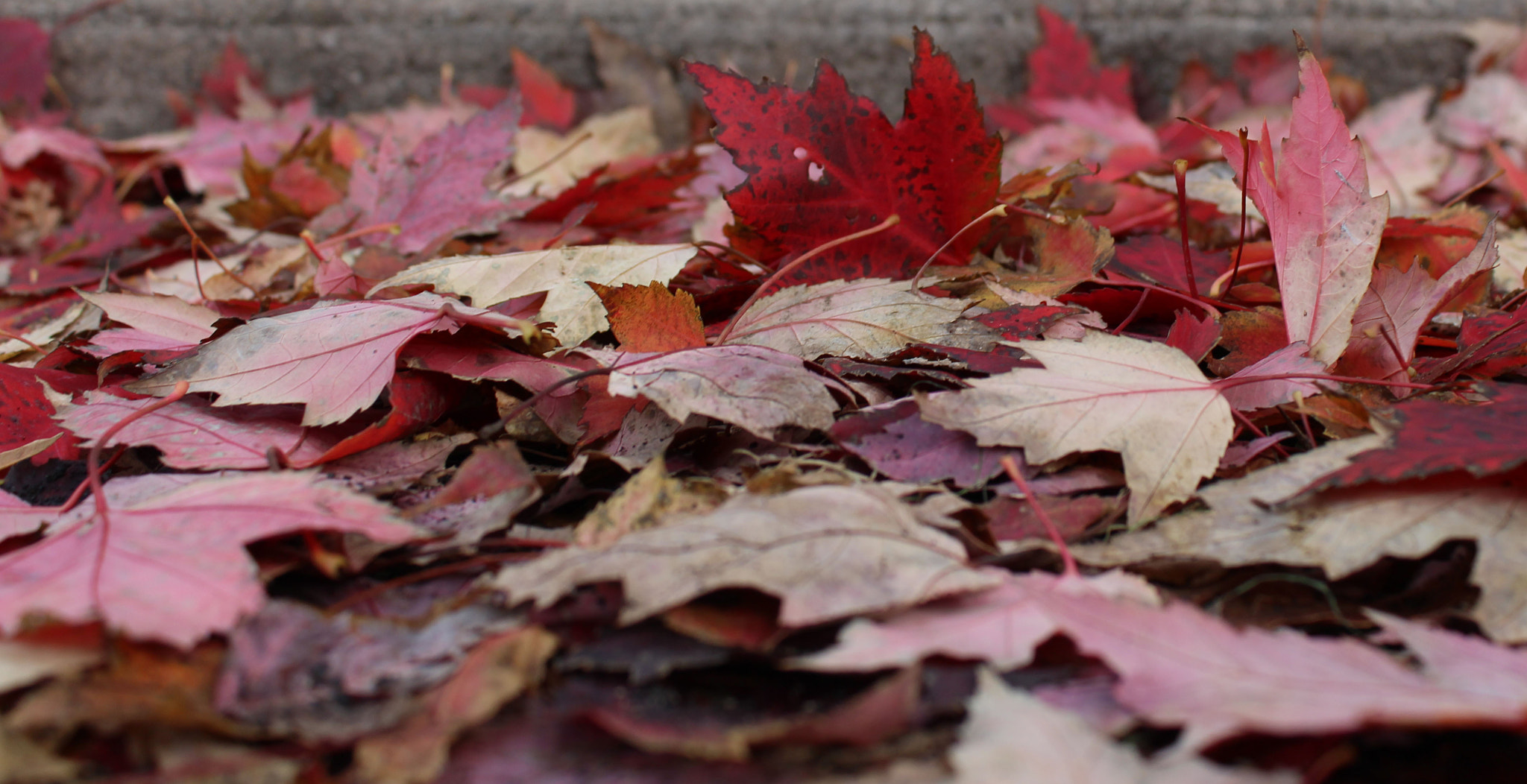 Canon EOS 700D (EOS Rebel T5i / EOS Kiss X7i) sample photo. Nature patterns photography