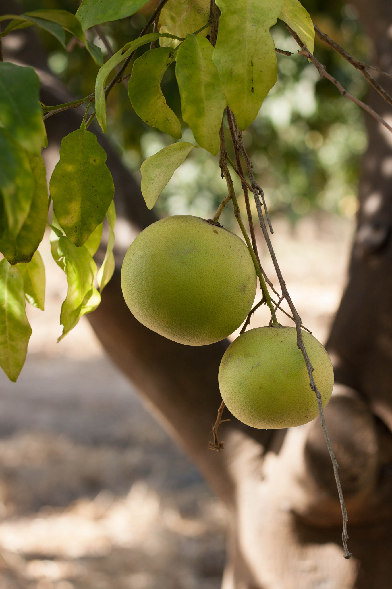 Canon EOS 50D + Canon EF 50mm F1.8 STM sample photo. Grapefruit photography