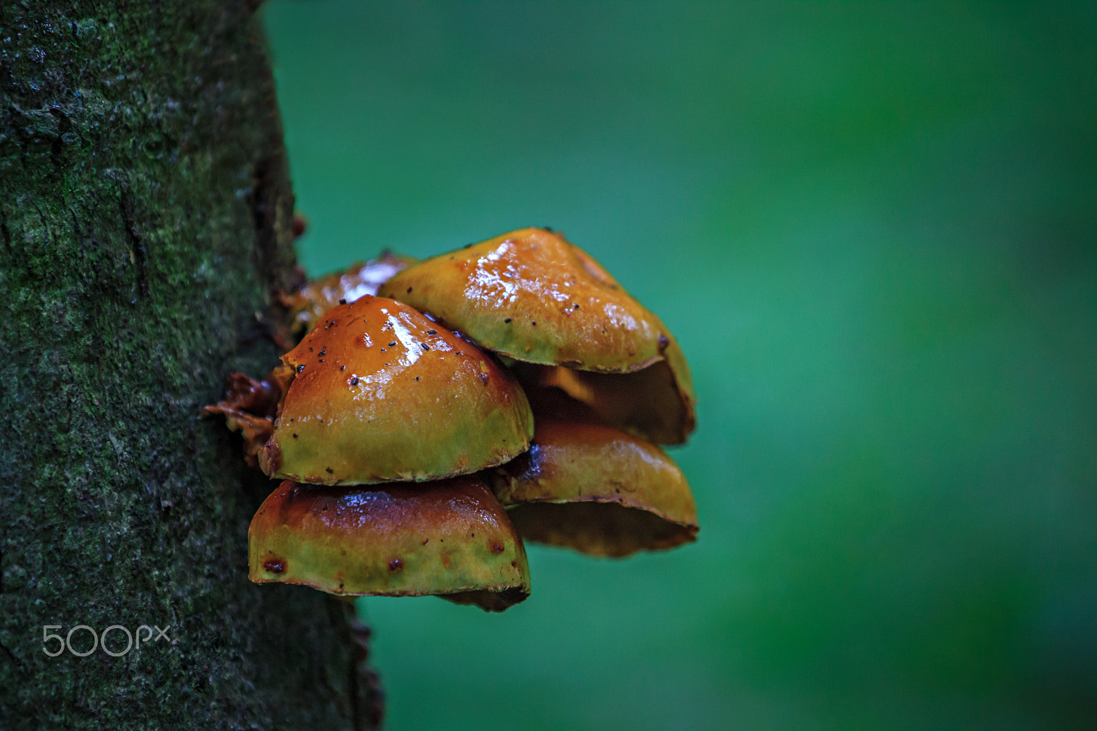 Canon EOS 5D Mark II sample photo. Mushroom on tree photography