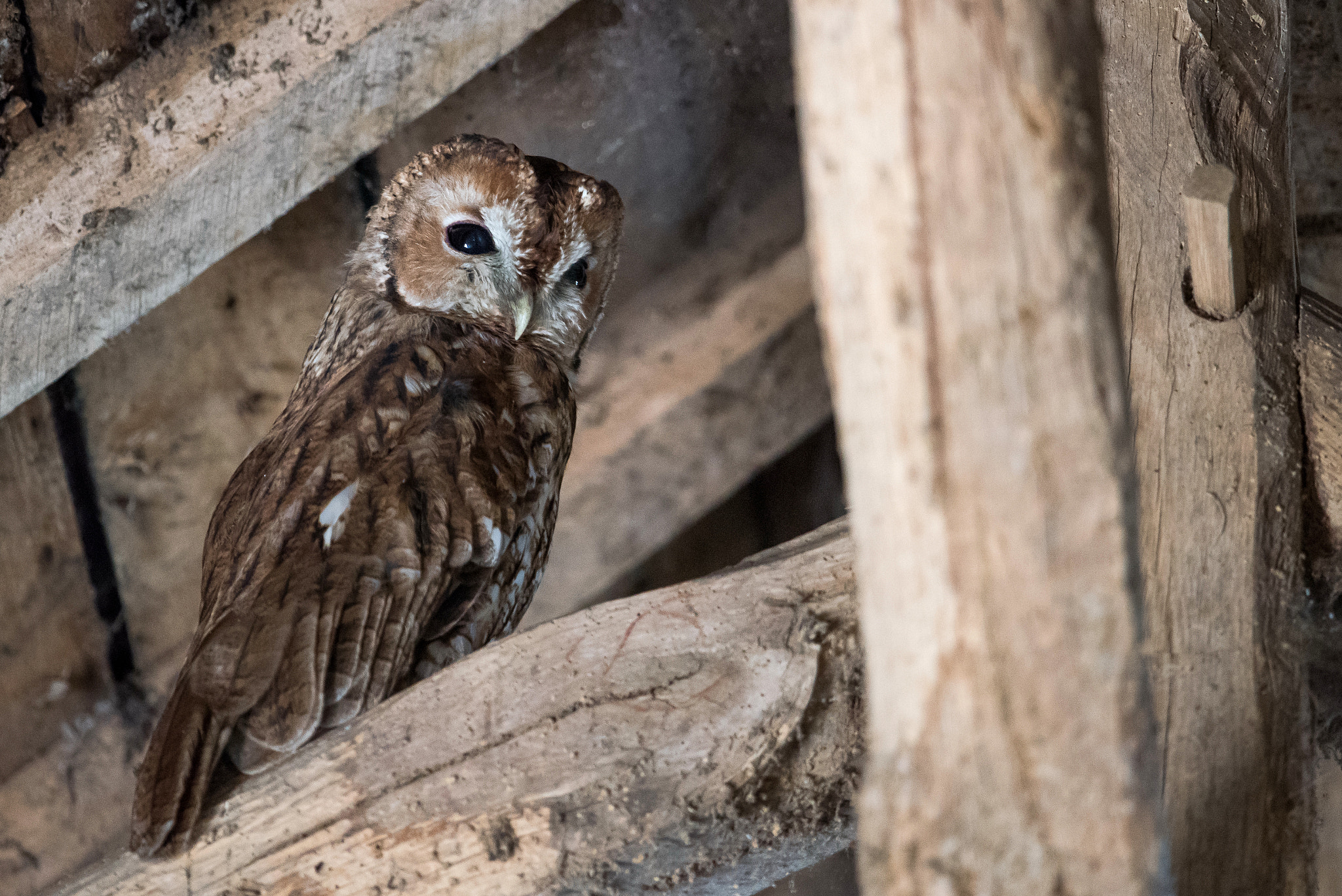 Nikon D810 + Nikon AF-S Nikkor 600mm F4G ED VR sample photo. Chouette hulotte photography