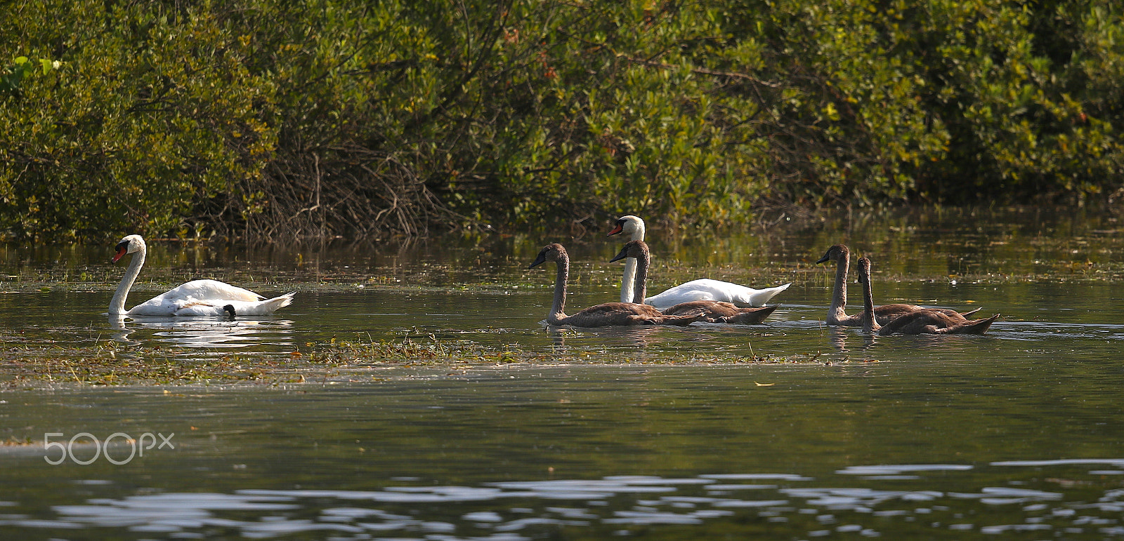 Canon EF 500mm F4L IS II USM sample photo. Cygnus olor (Κύκνος, Βουβόκυκνος) mute swan photography