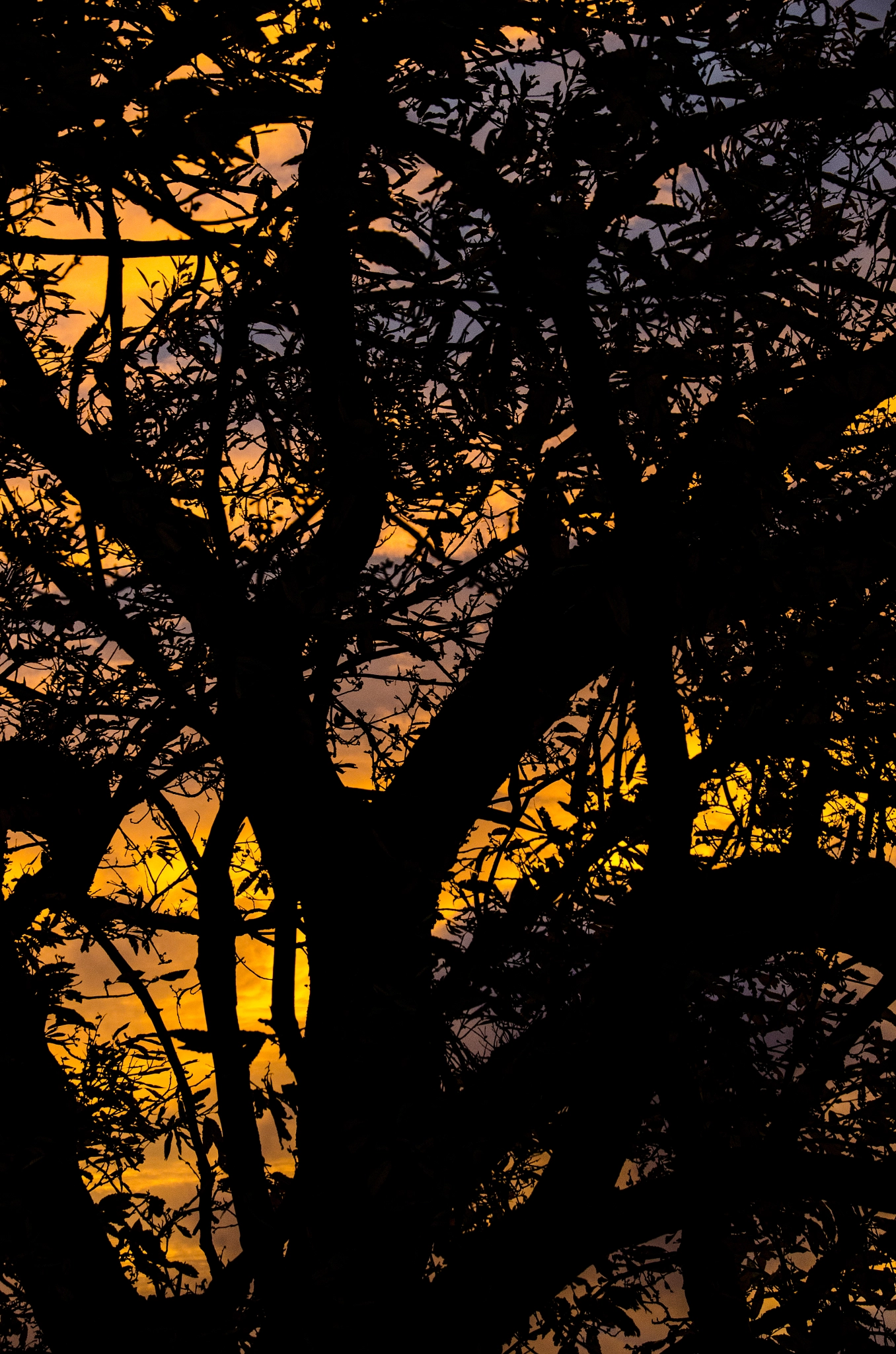 Sigma 18-250mm F3.5-6.3 DC Macro OS HSM sample photo. Pop art style photography