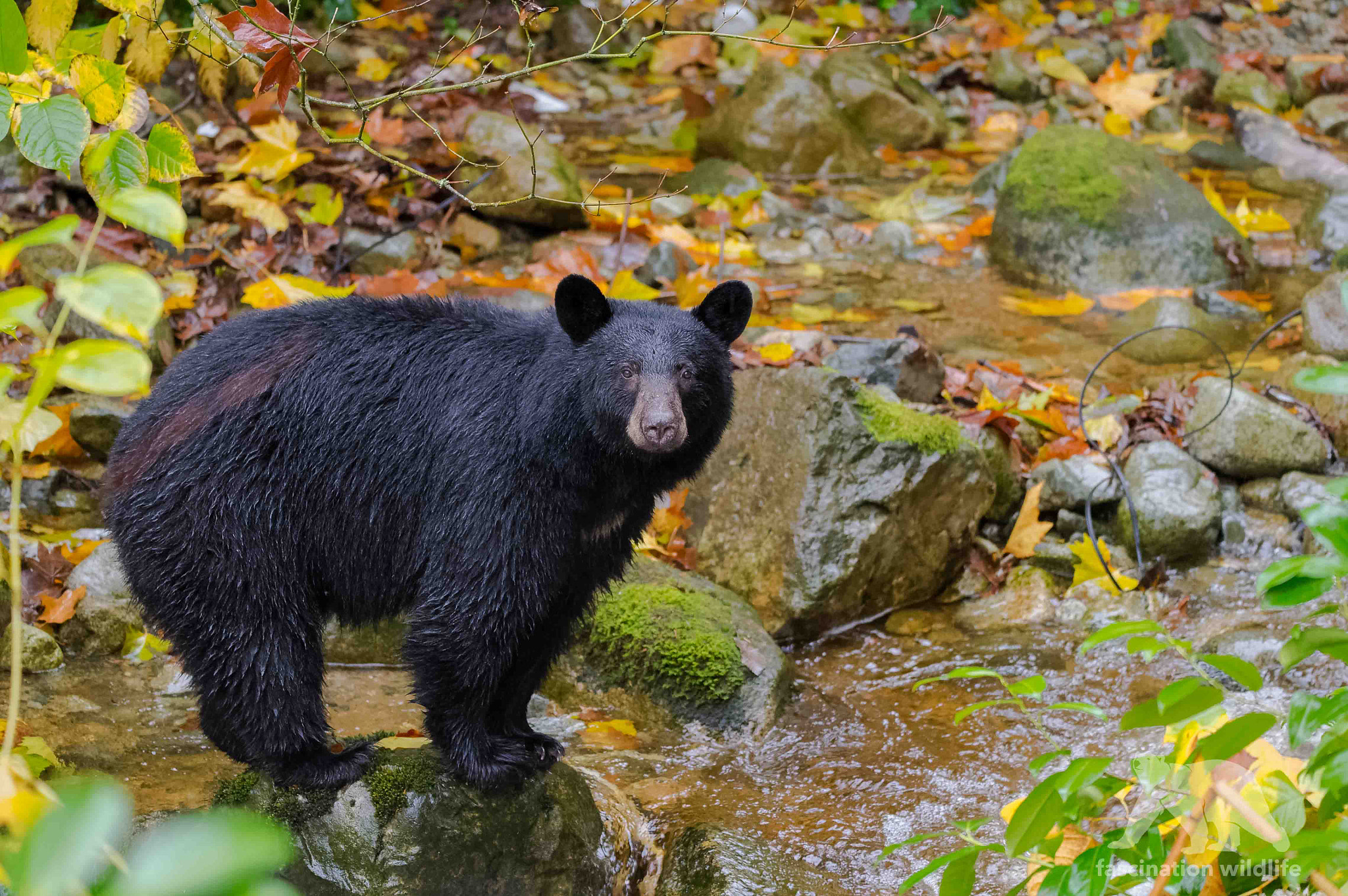 Nikon D4S sample photo. Autumn black bear photography