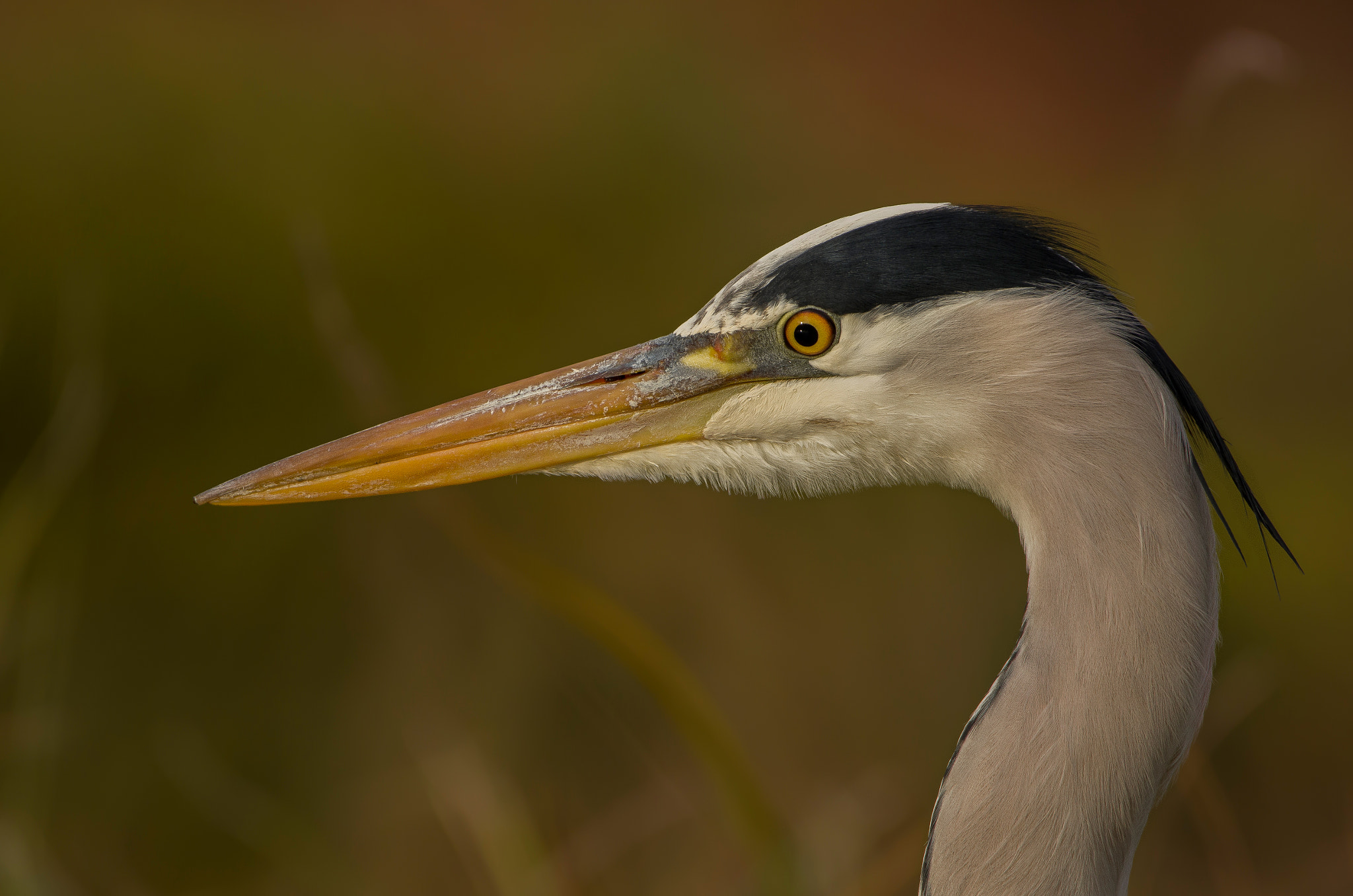 Sigma 150-600mm F5-6.3 DG OS HSM | C sample photo. Great heron photography