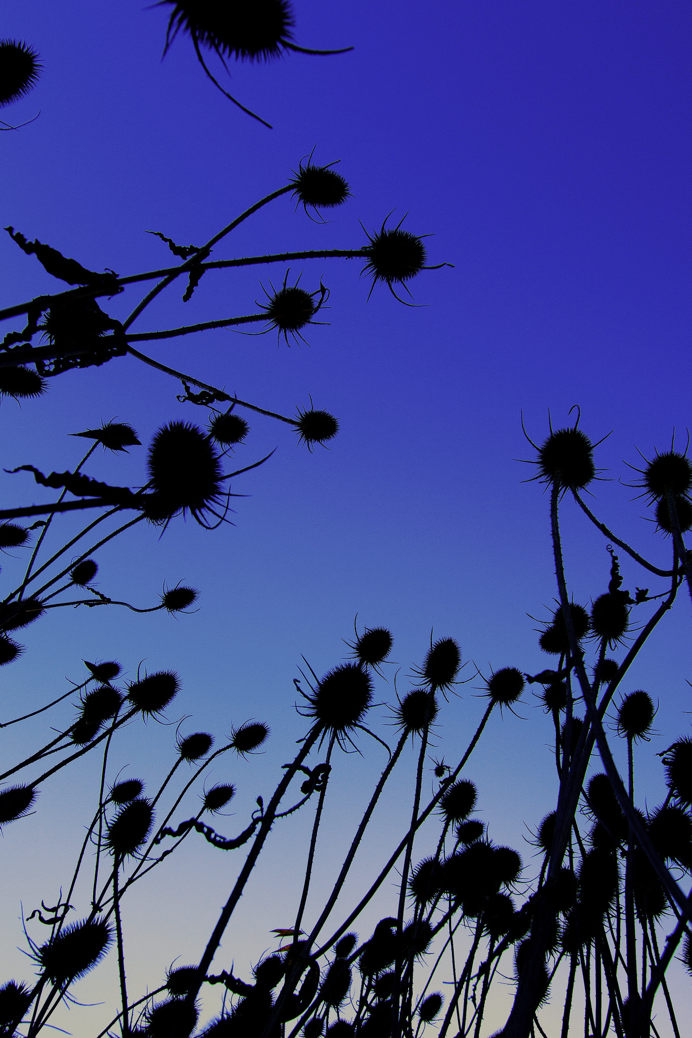 Canon EOS 50D + Tokina AT-X Pro 11-16mm F2.8 DX sample photo. Thistle silhouette photography