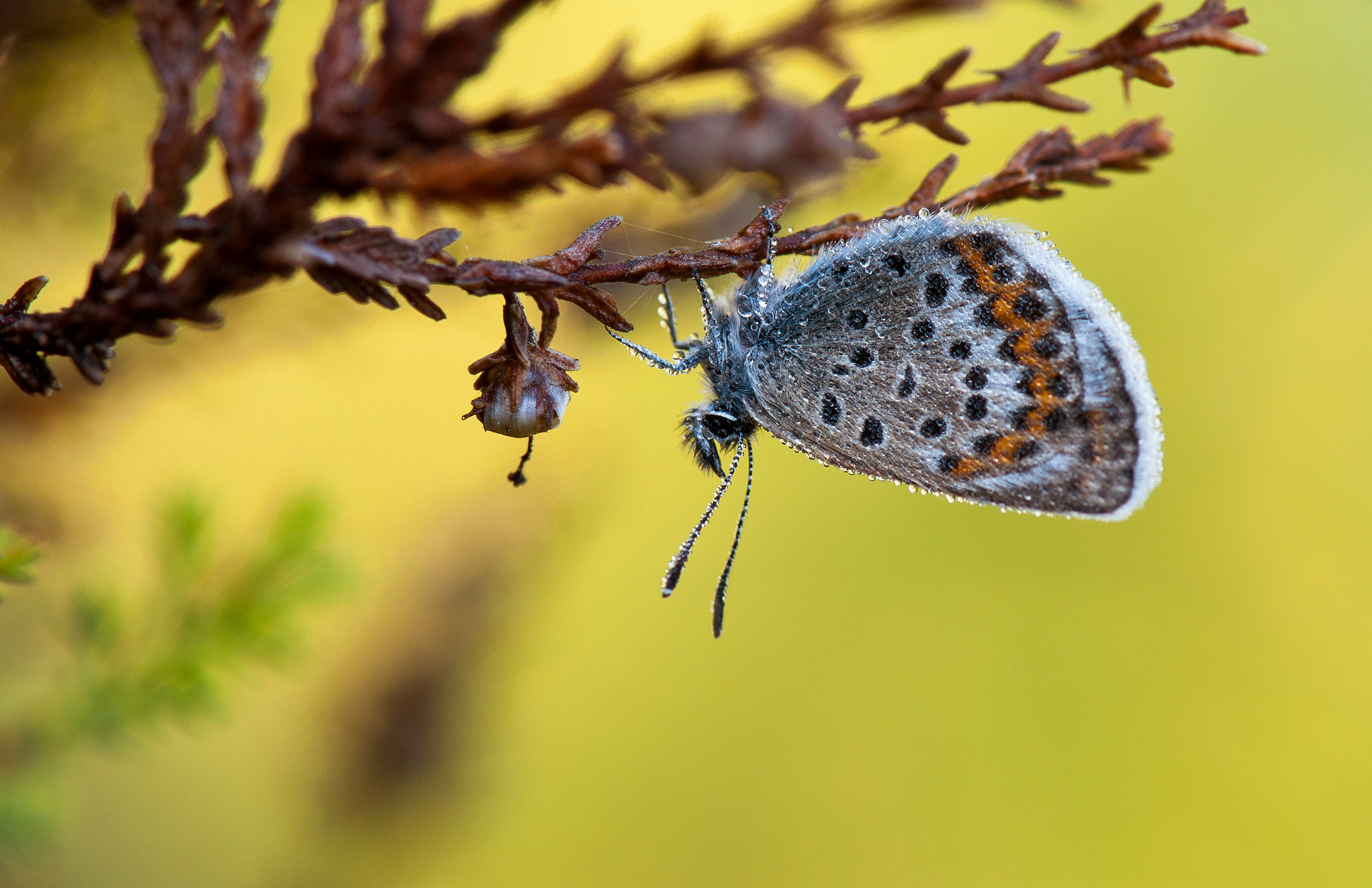Nikon AF-S Micro-Nikkor 105mm F2.8G IF-ED VR sample photo. Сон на вереске photography