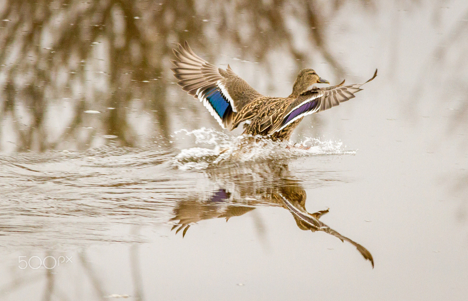 Sigma 150-500mm F5-6.3 DG OS HSM sample photo. Mallard photography