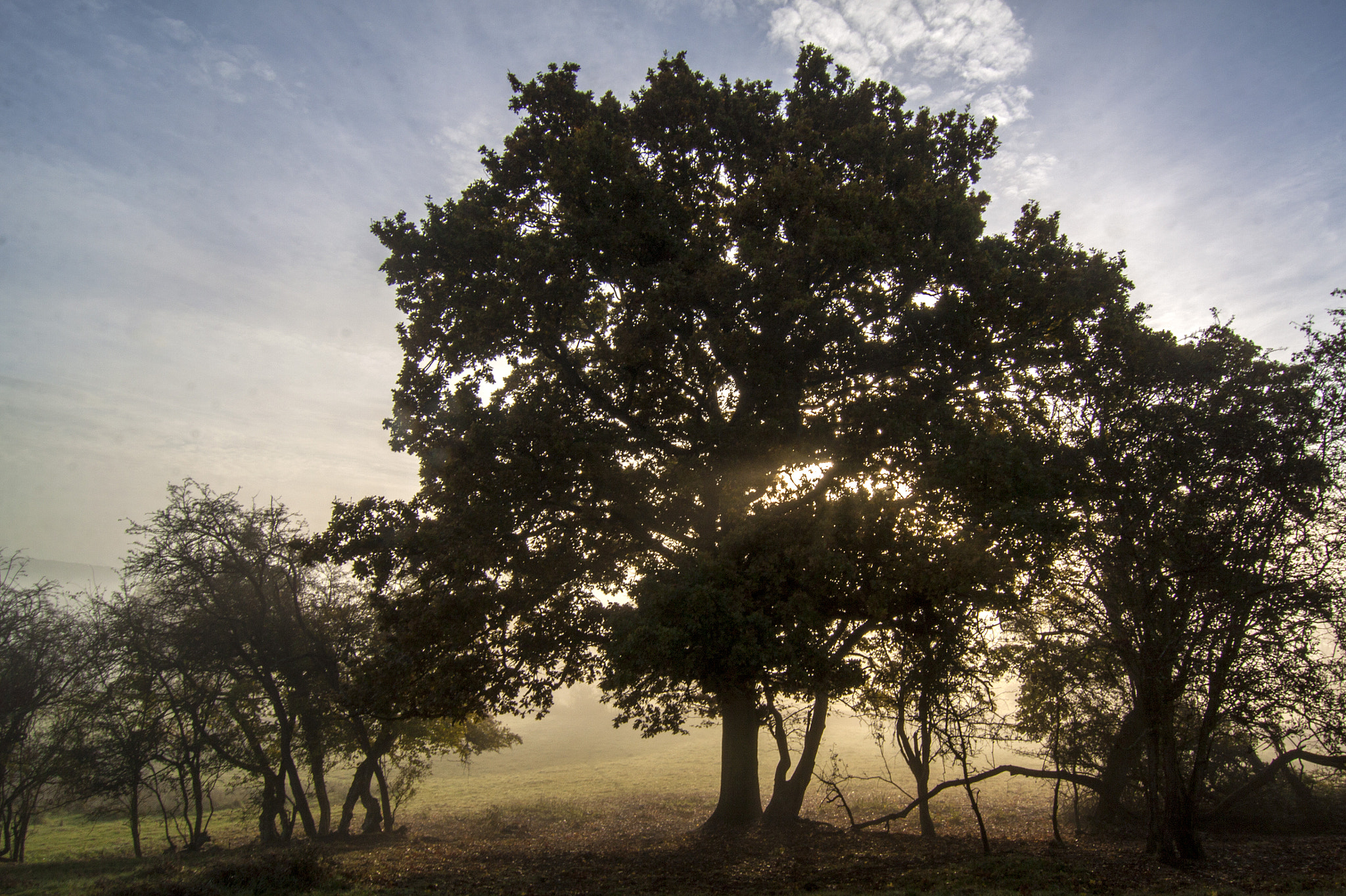 Canon EOS 50D sample photo. Misty morning photography