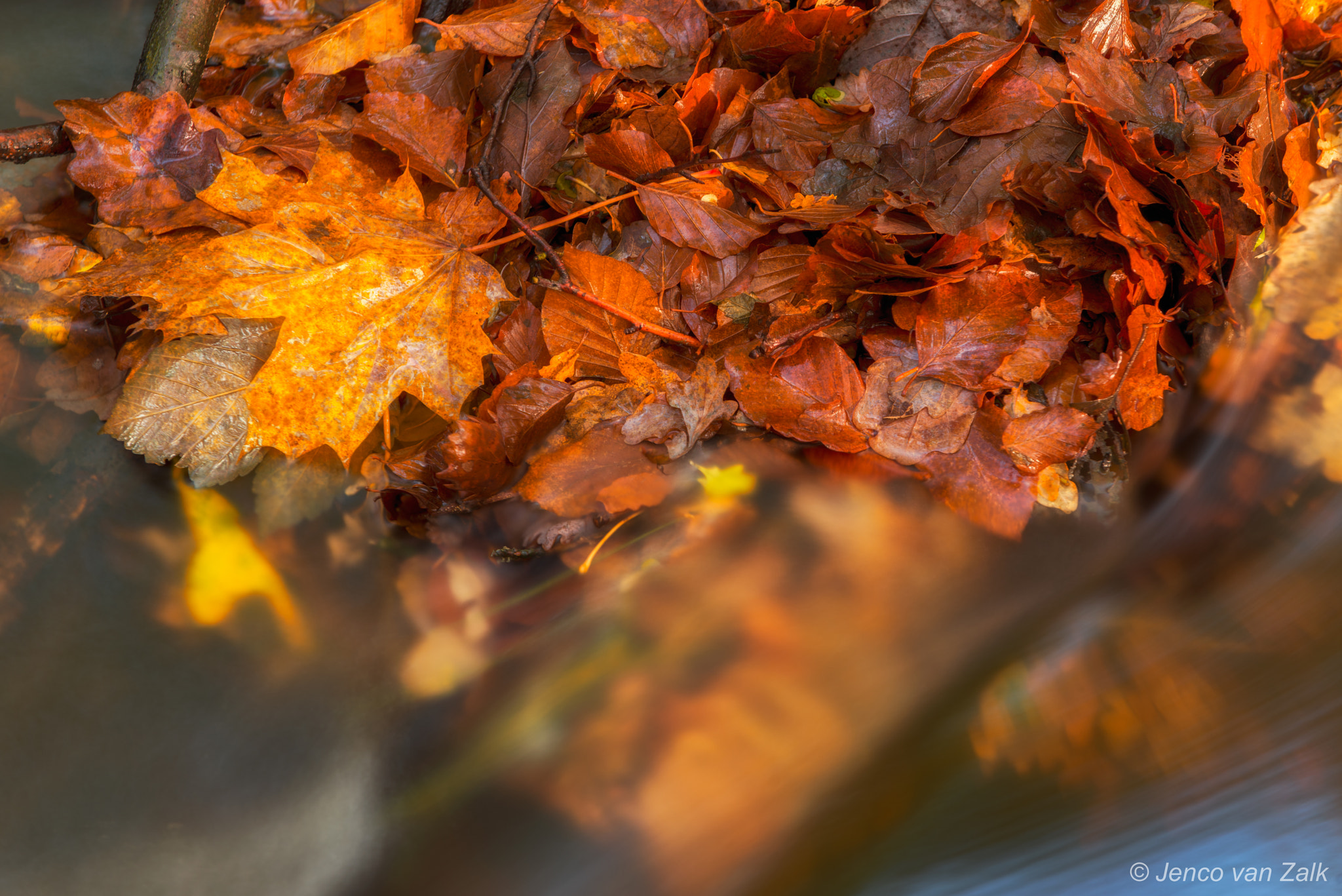 Nikon D800E sample photo. Leaves in streaming water photography