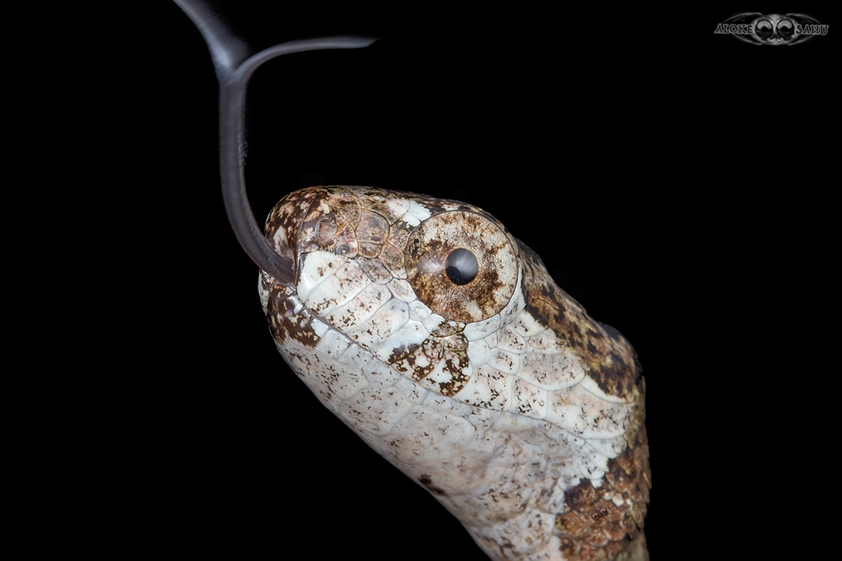 Canon MP-E 65mm F2.5 1-5x Macro Photo sample photo. Aplopeltura boa photography