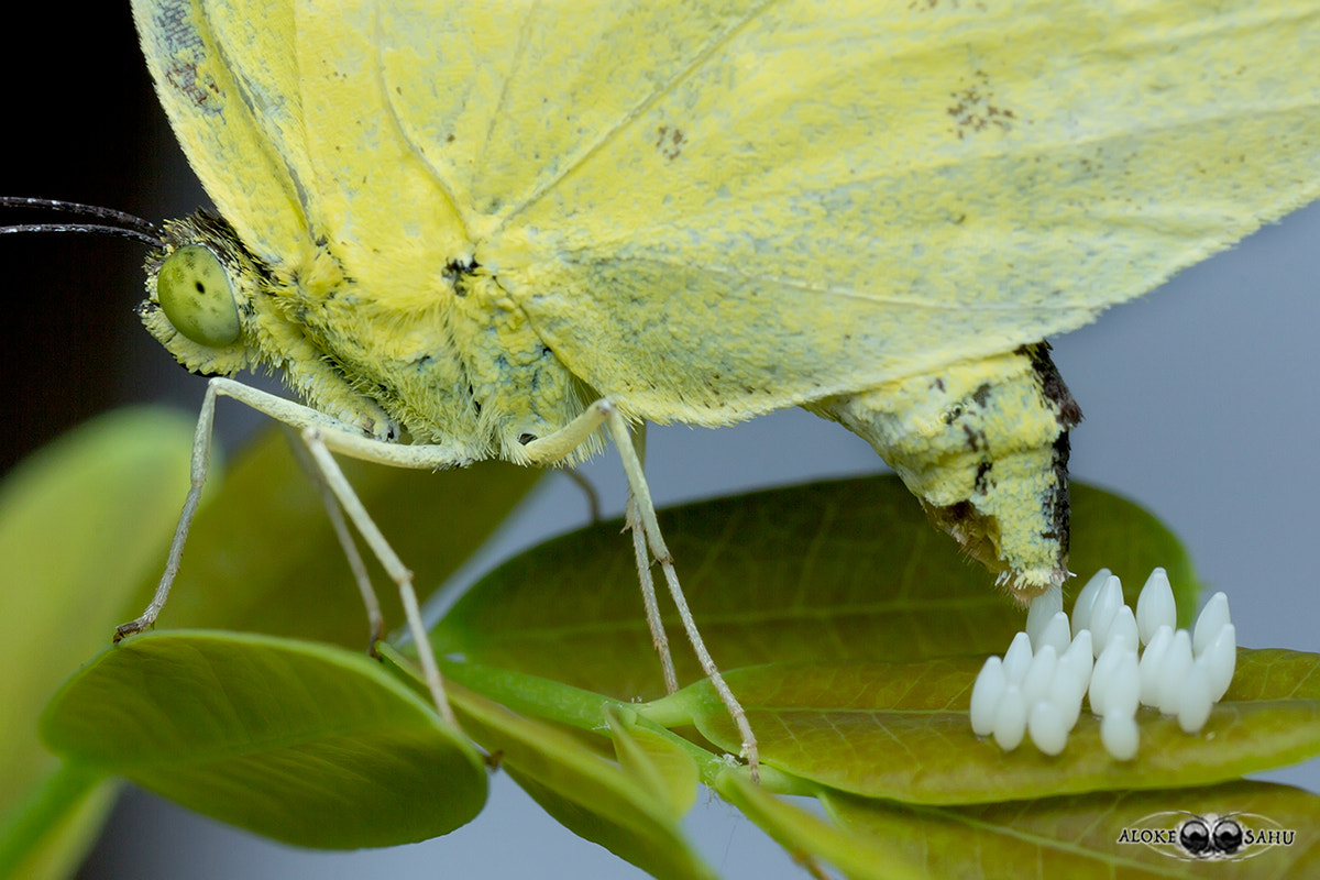 Canon EOS 60D sample photo. Eurema hecabe photography