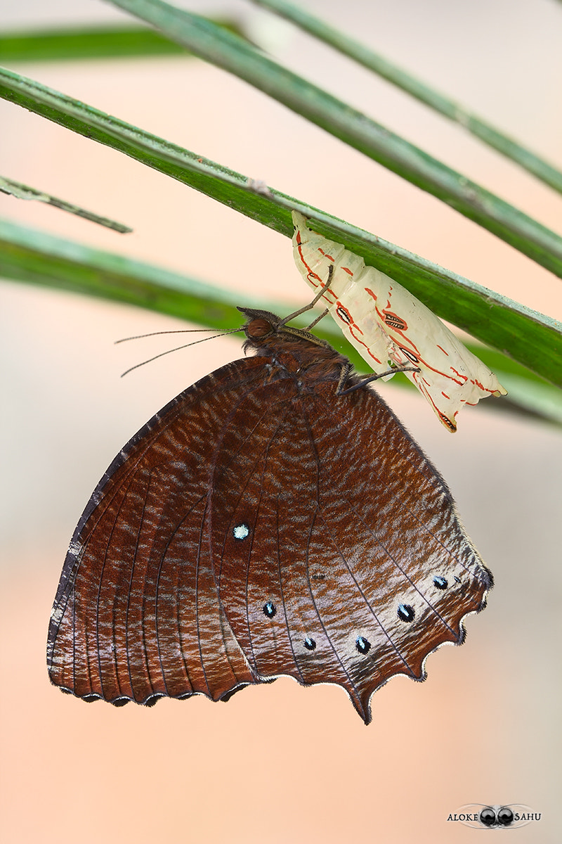Canon EF 180mm F3.5L Macro USM sample photo. Elymnias panthera photography