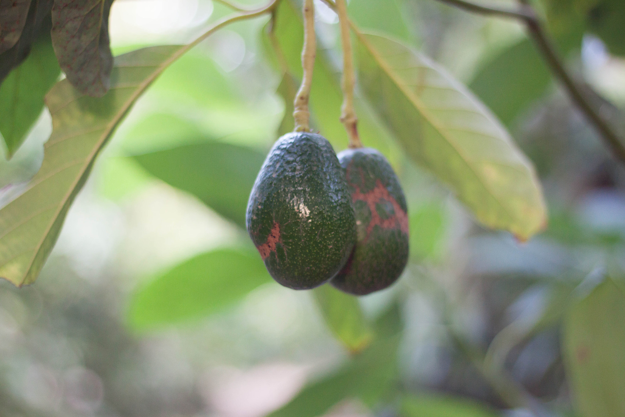 Canon EOS 50D + Canon EF 50mm F1.8 STM sample photo. Avocado photography