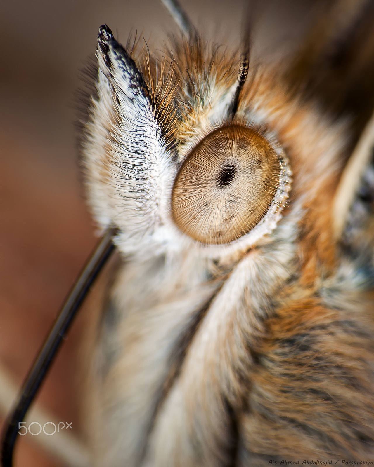 Nikon D200 sample photo. Portrait butterfly ..!! photography