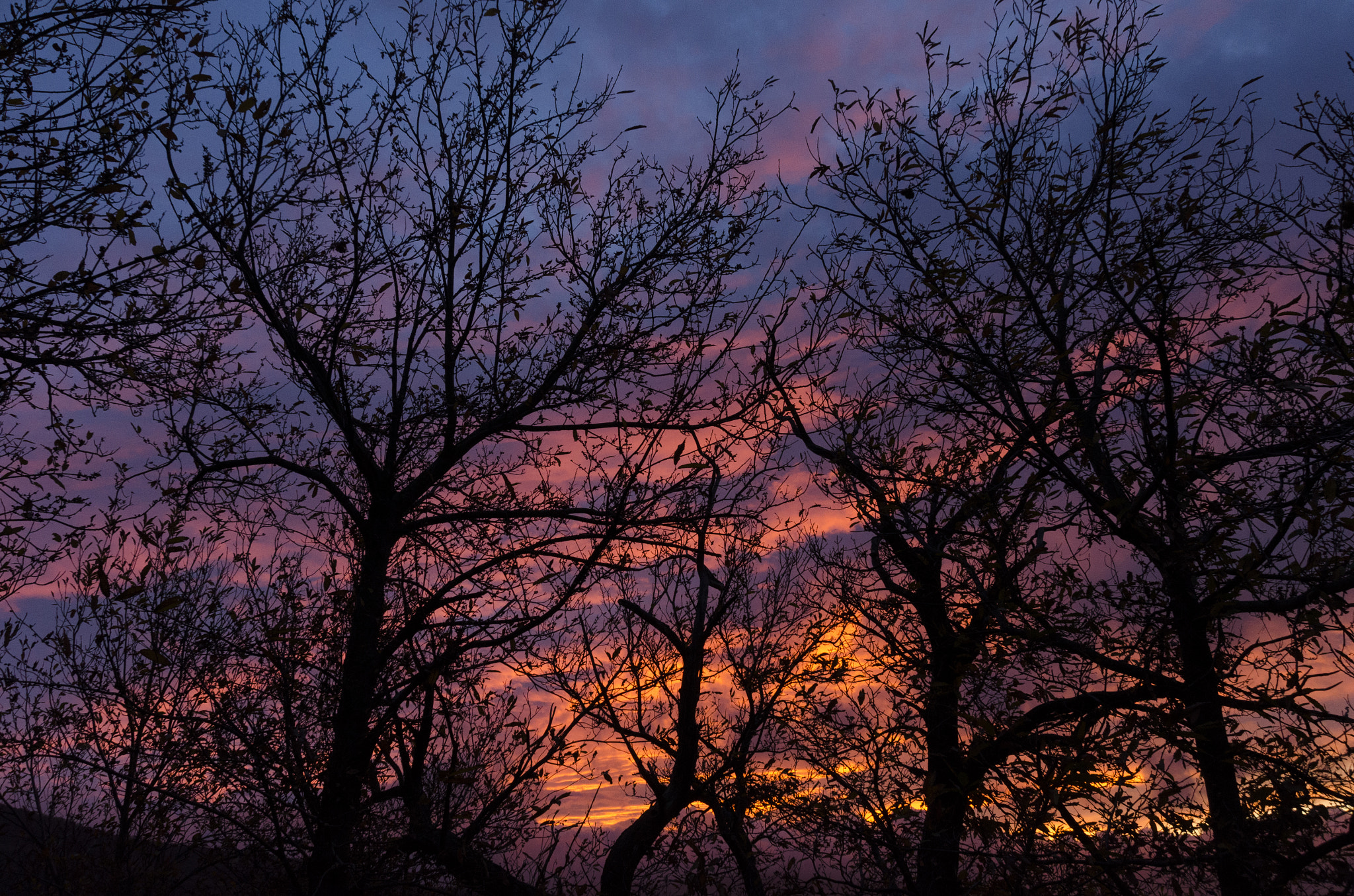 Sigma 18-250mm F3.5-6.3 DC Macro OS HSM sample photo. Tramonto in viola photography