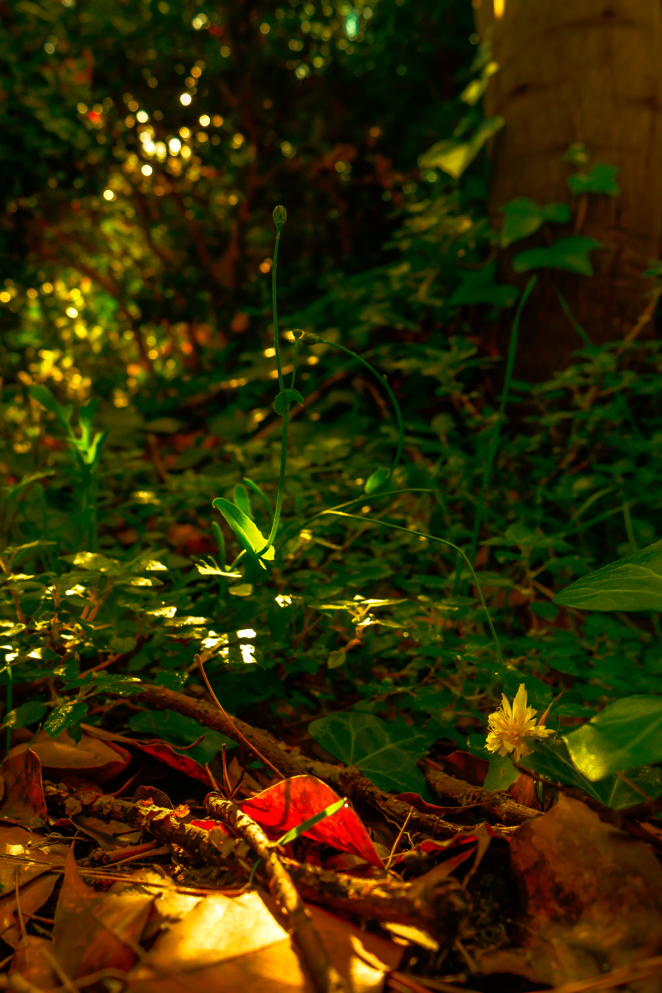 Samsung NX500 + Samsung NX 16-50mm F3.5-5.6 Power Zoom ED OIS sample photo. Miscellaneous plants photography