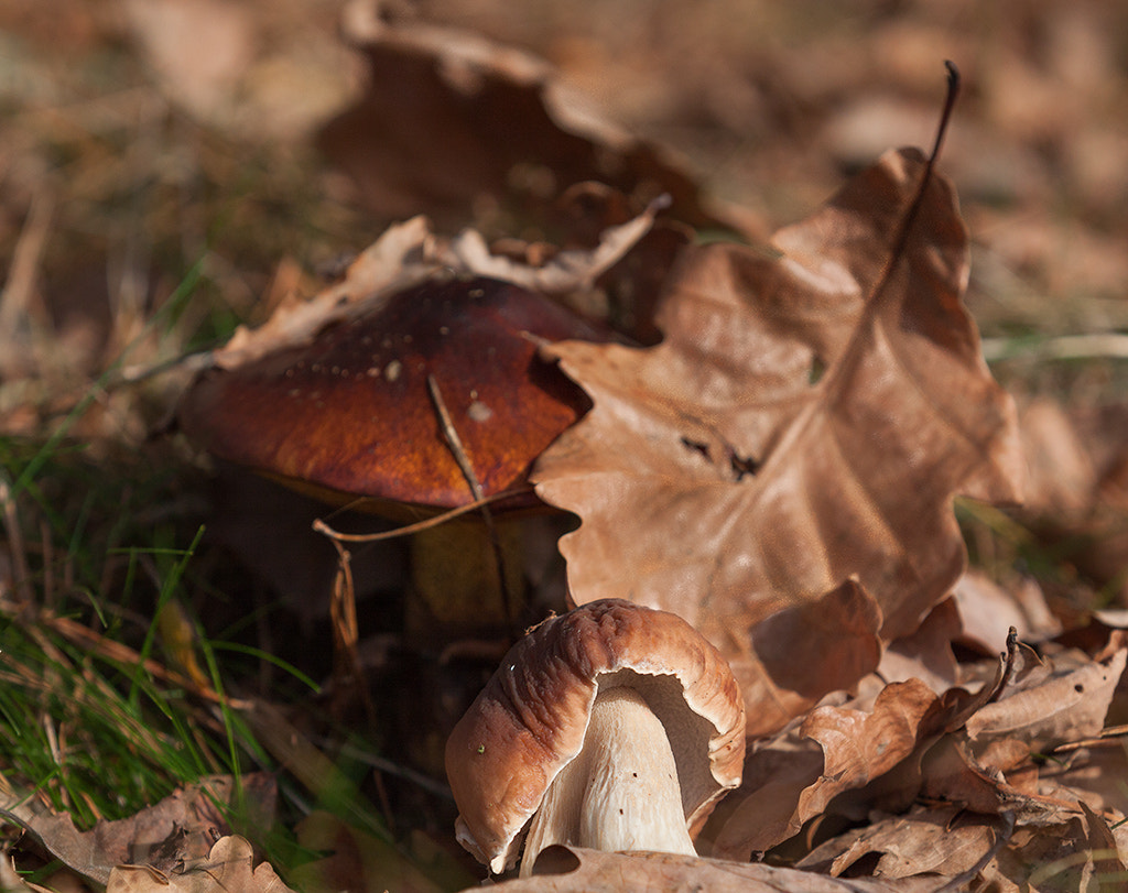 Canon EOS 50D sample photo. Boletus photography