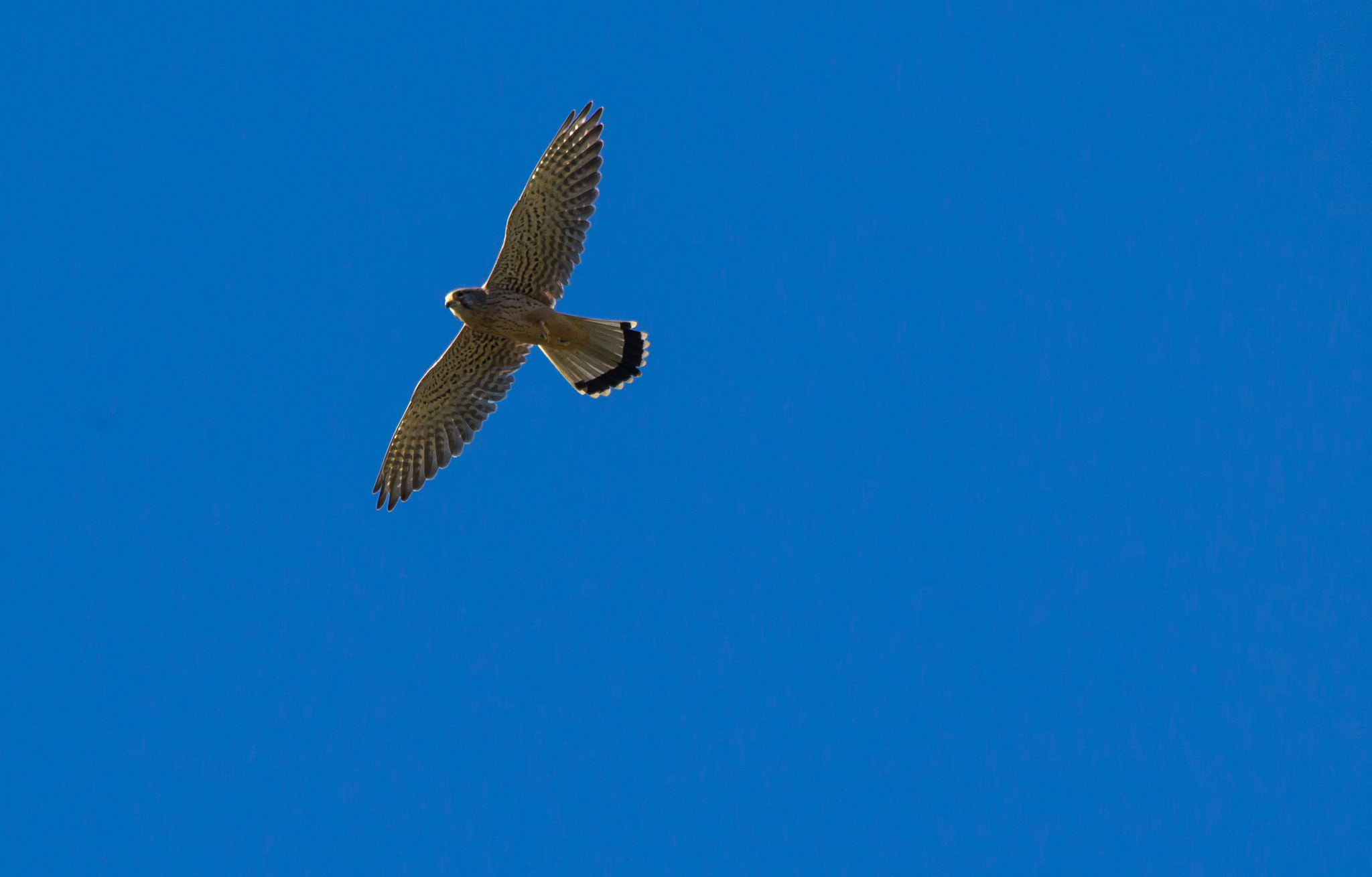 Sigma 150-500mm F5-6.3 DG OS HSM sample photo. Gheppio photography