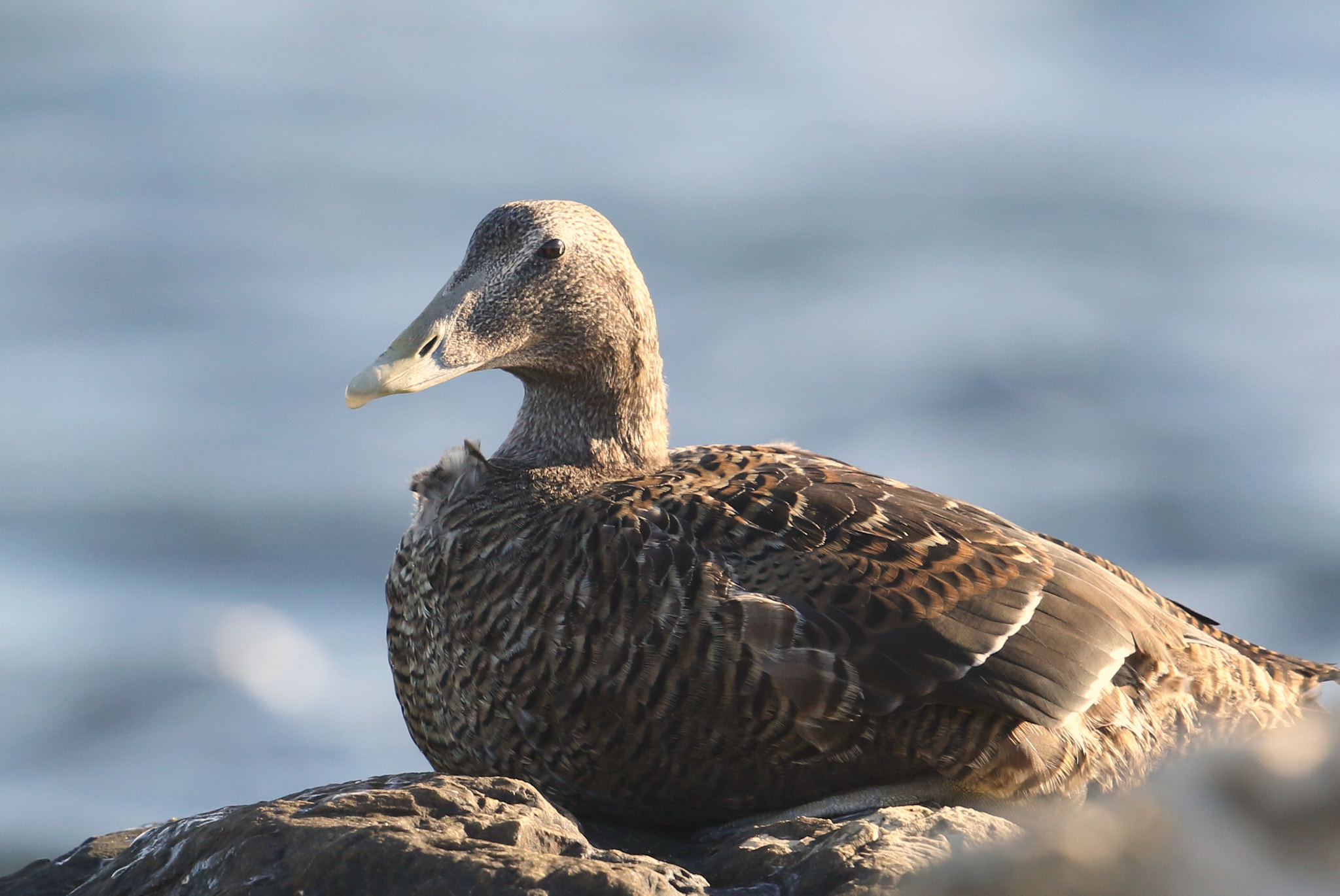 Canon EOS 7D Mark II sample photo. Somateria mollissima (Πουπουλόπαπια) common eider photography