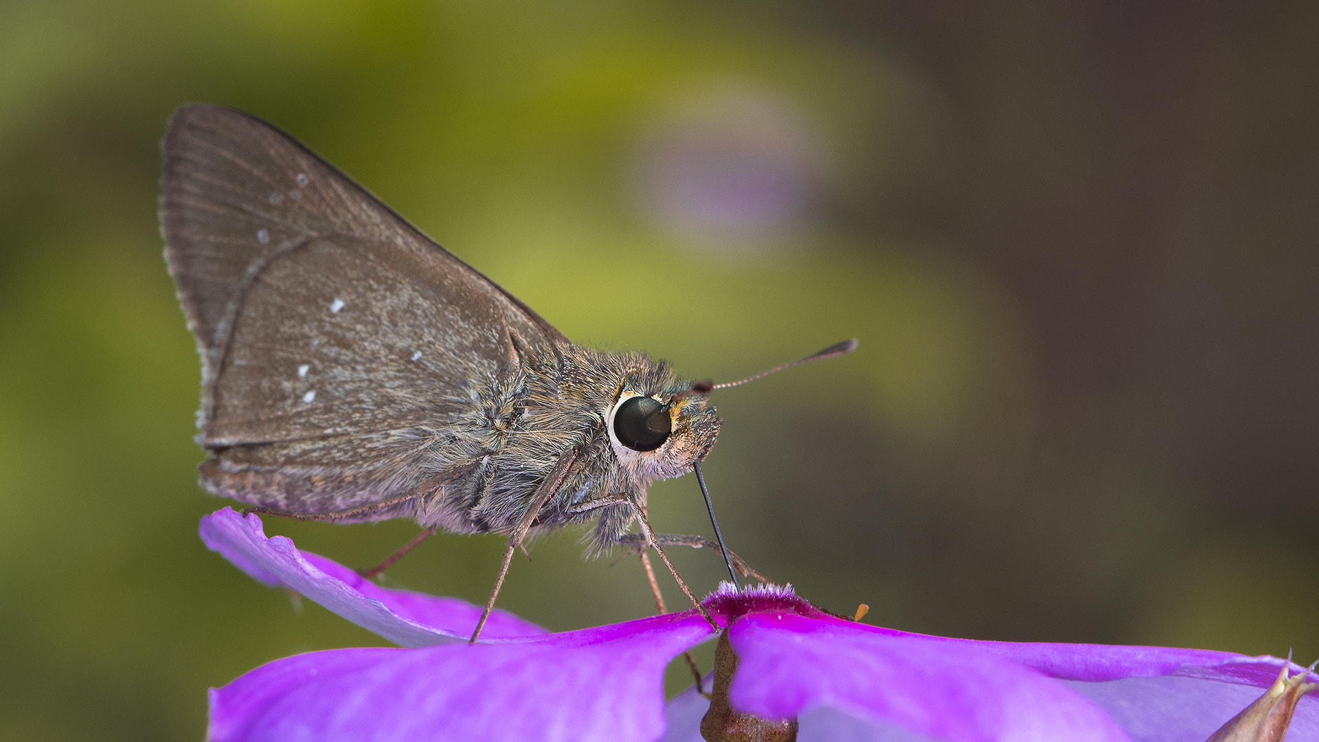 Nikon D500 sample photo. Bob photography