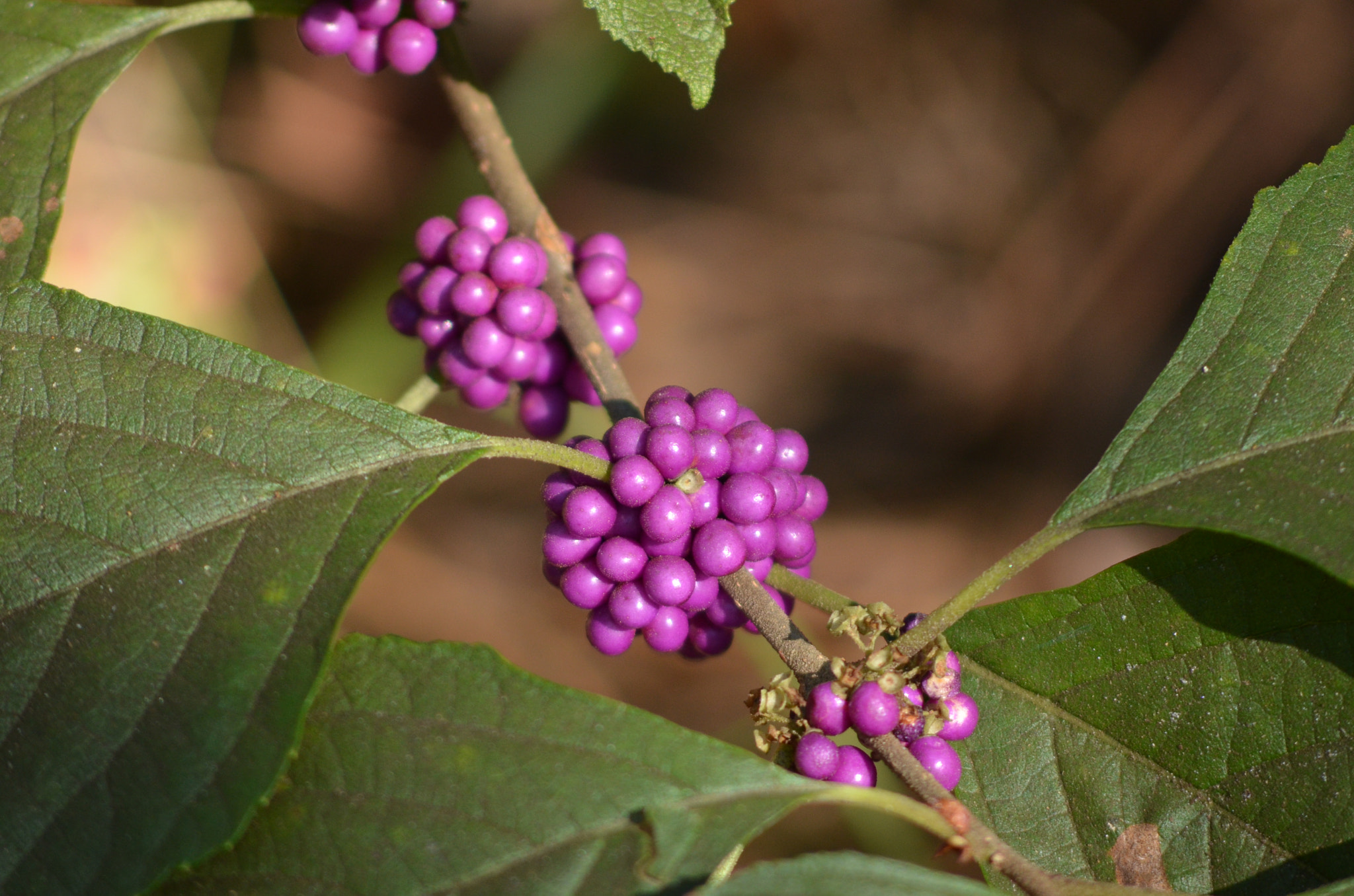 Nikon D7000 + AF Nikkor 70-210mm f/4-5.6D sample photo. Folrida berries photography