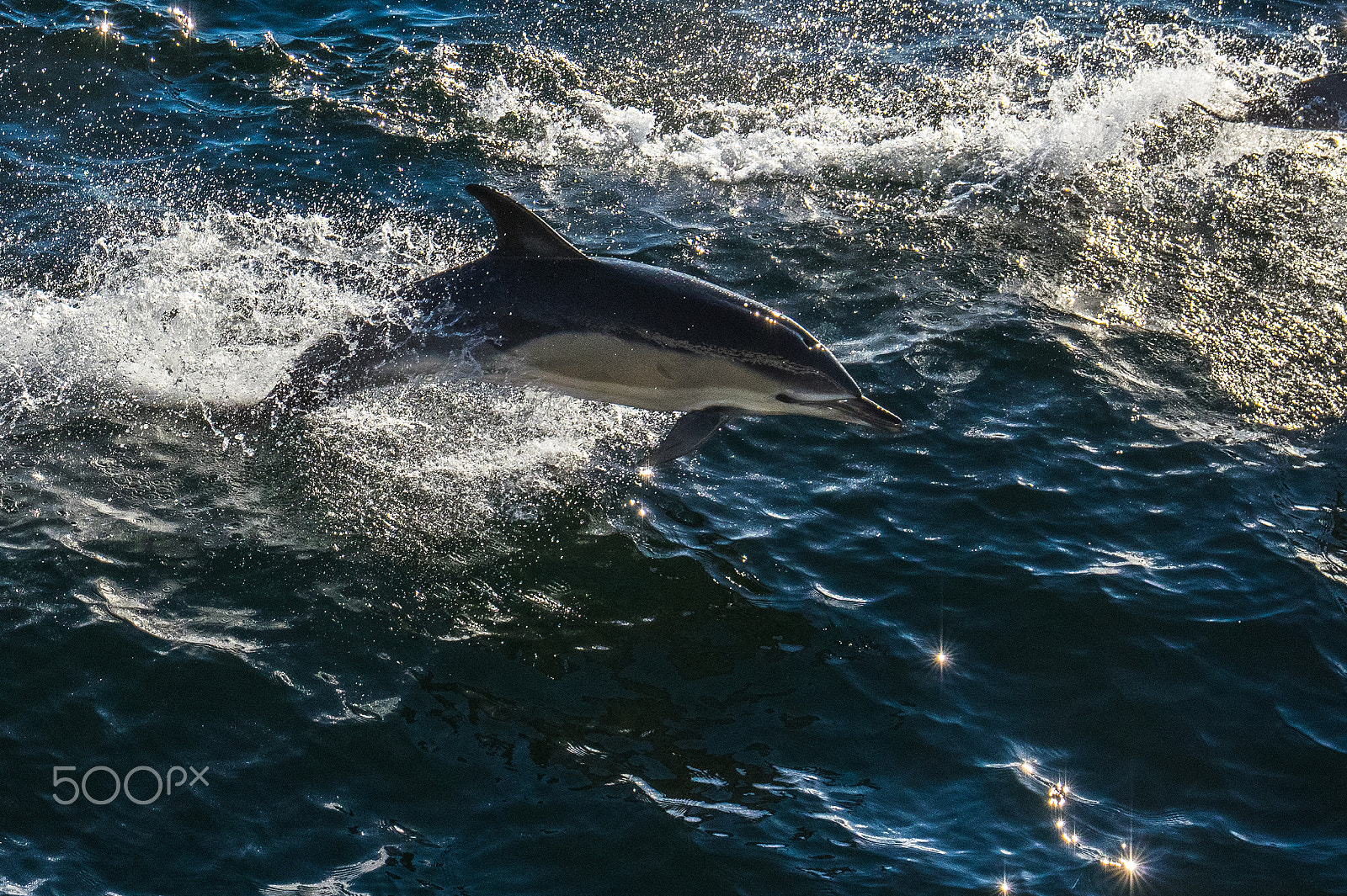 Pentax smc DA* 16-50mm F2.8 ED AL (IF) SDM sample photo. Delfin i photography