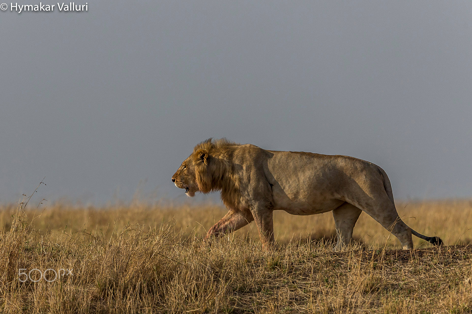 Canon EF 500mm F4L IS II USM sample photo. Lion photography