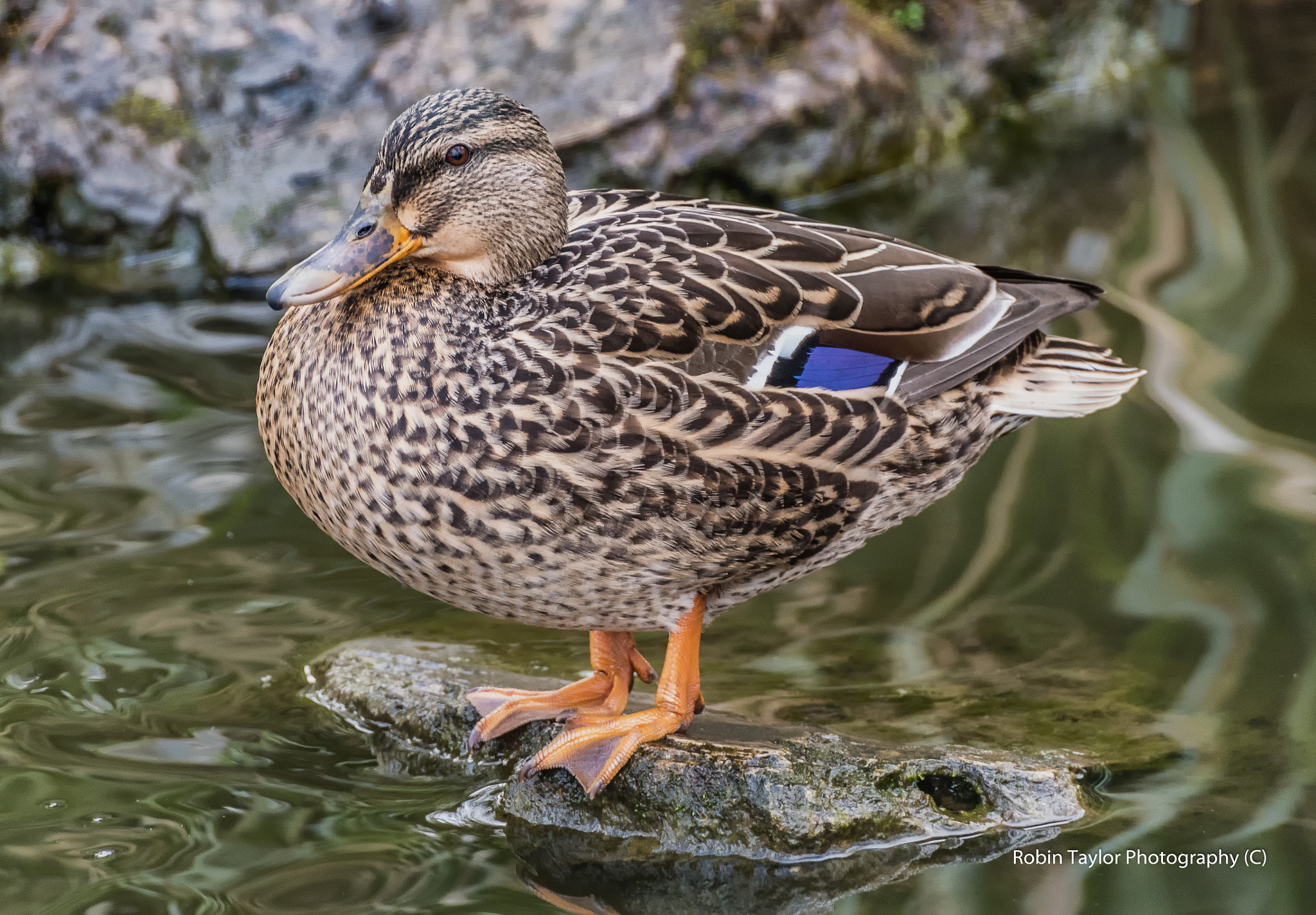 Pentax K-S1 sample photo. Female mallard  photography