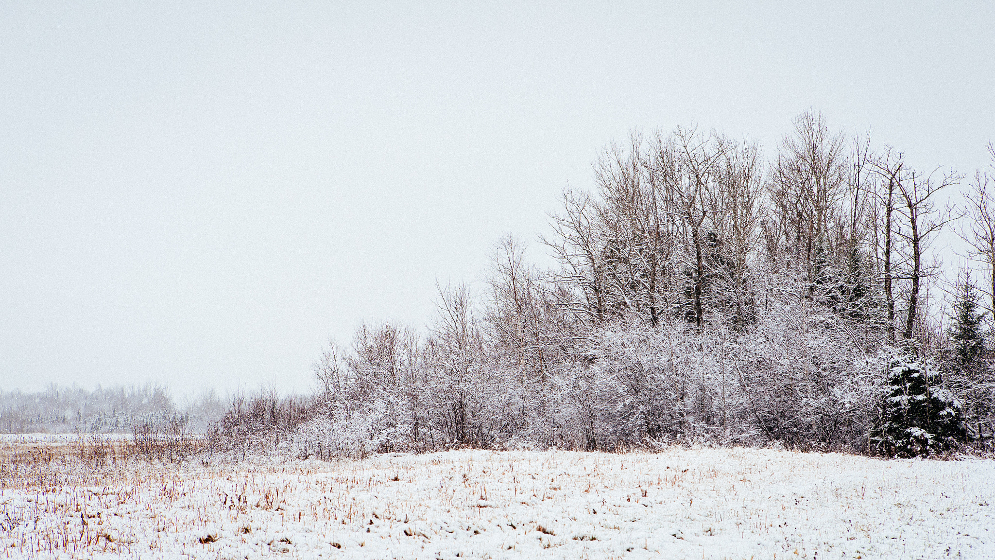 Sony a7S + Sony DT 50mm F1.8 SAM sample photo. Winter photography
