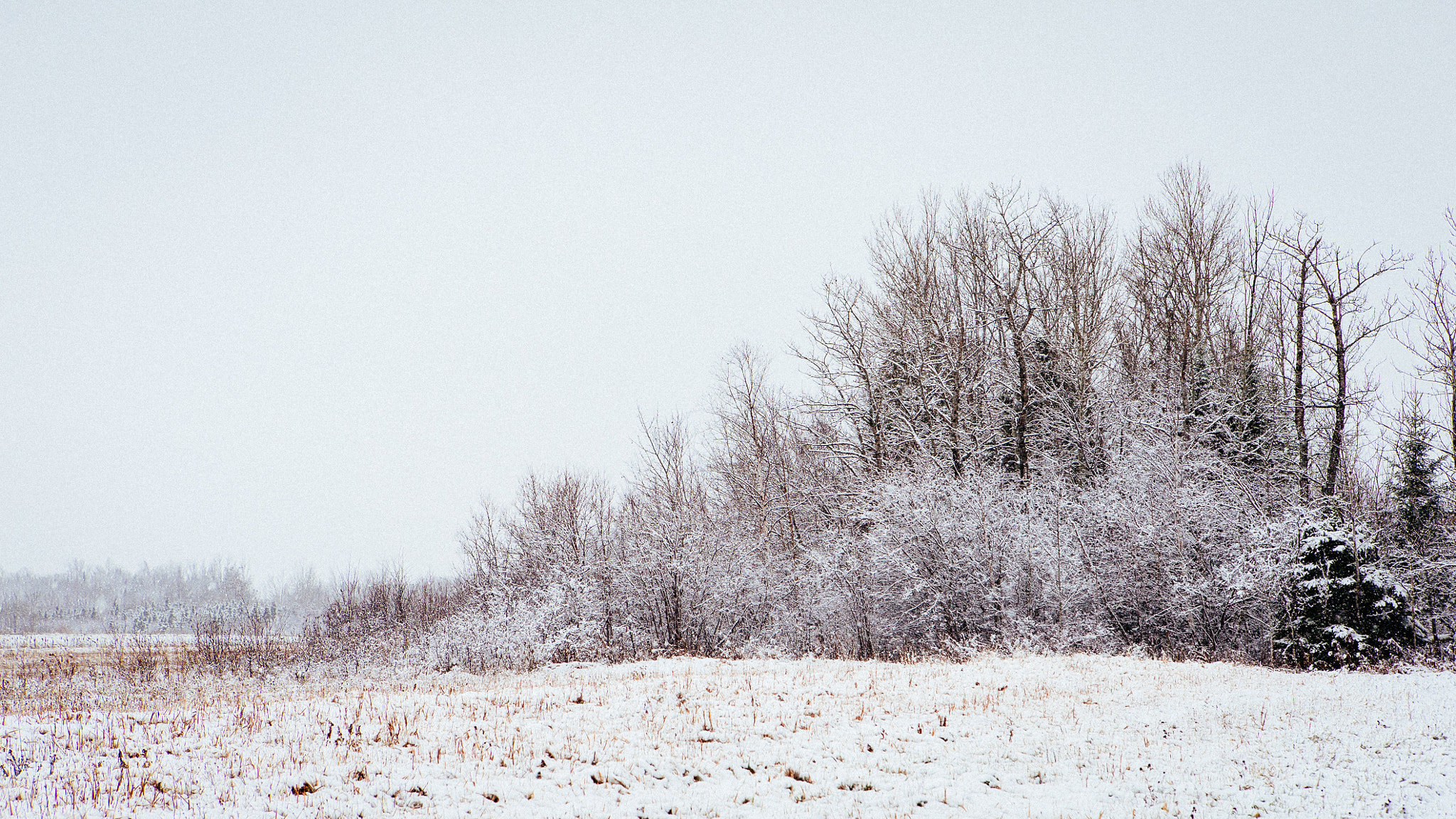 Sony a7S sample photo. Winter photography