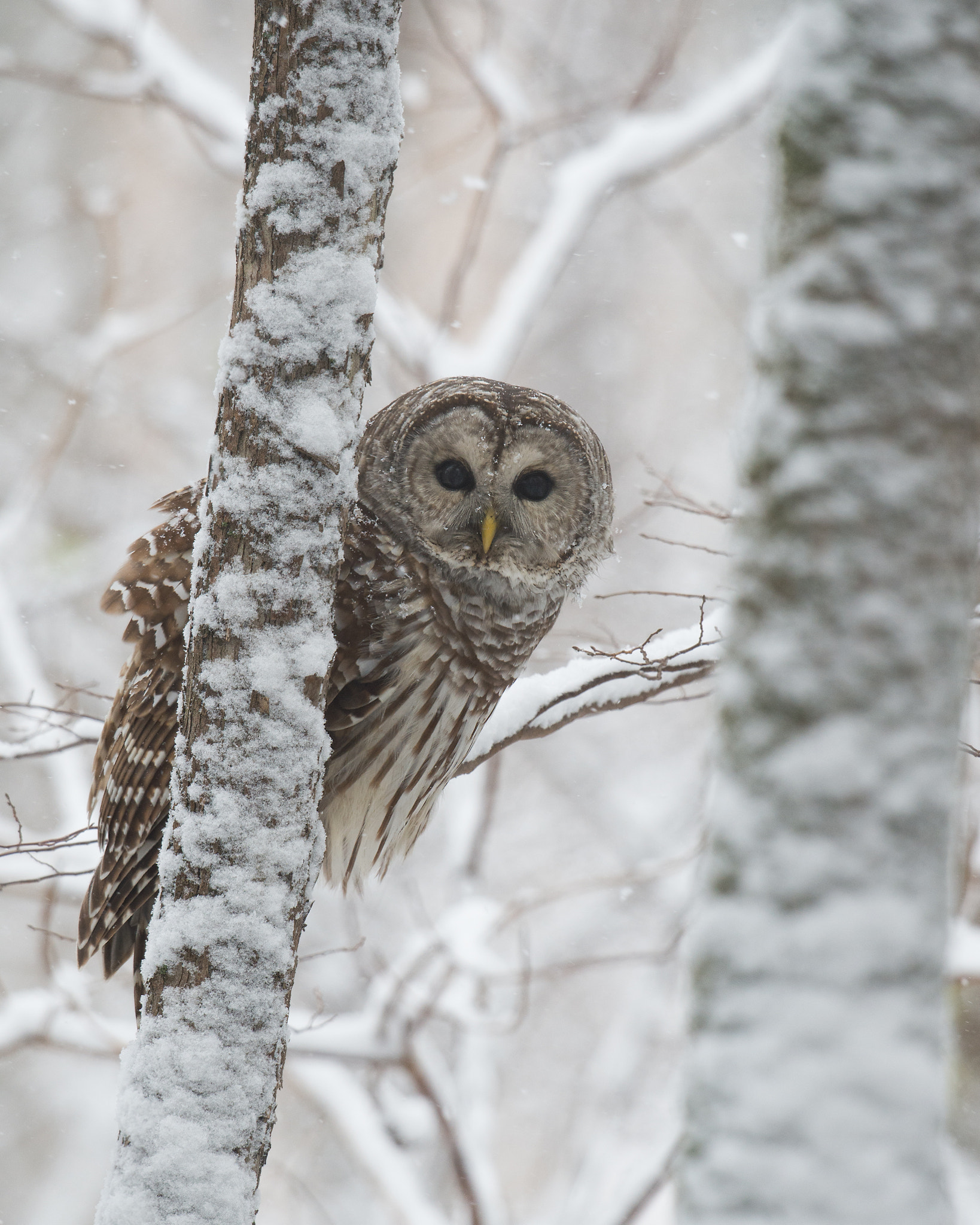 Nikon AF-S Nikkor 800mm F5.6E FL ED VR sample photo. Chouette rayee, strix varia, barred owl photography