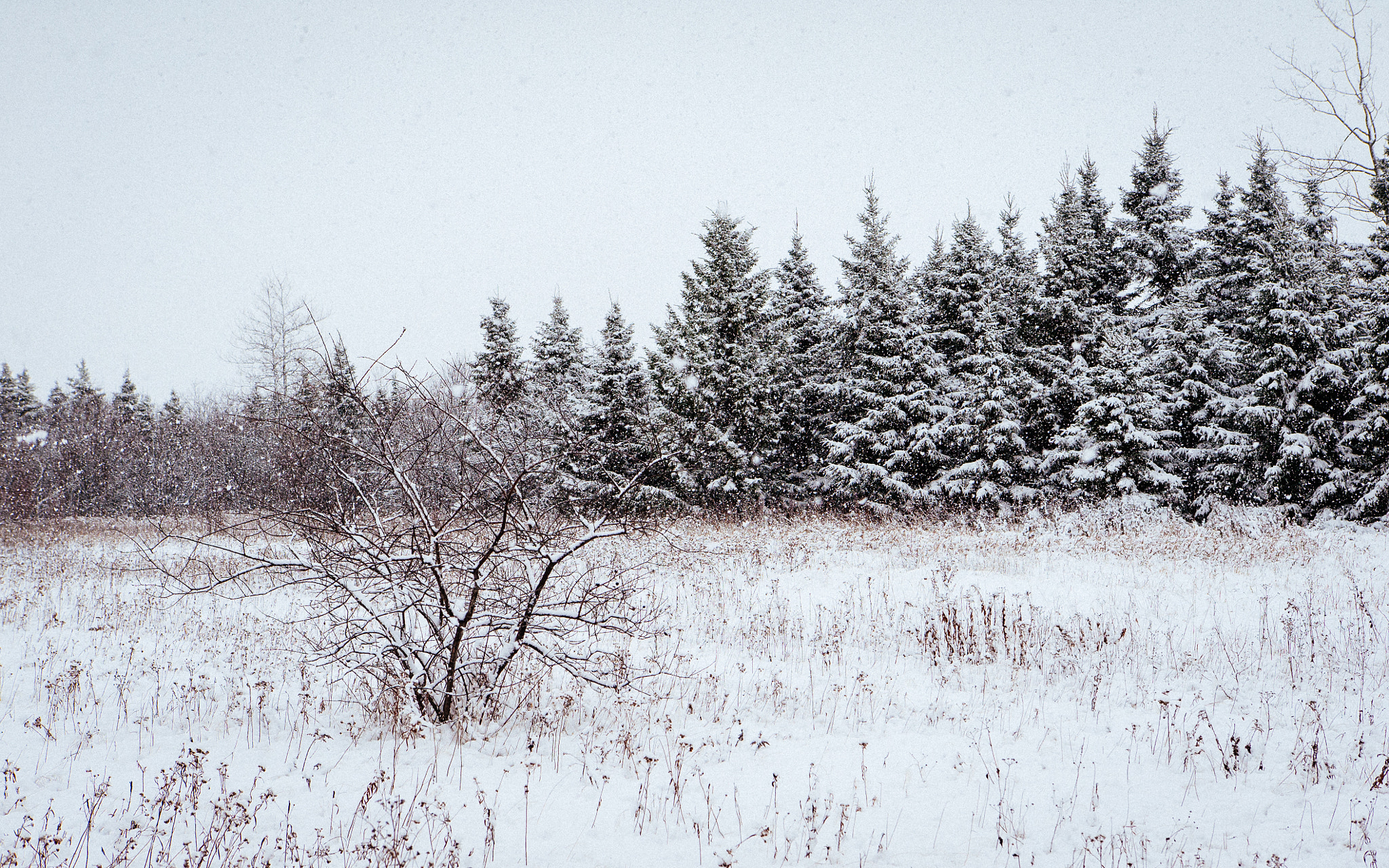 Sony a7S sample photo. Snow photography