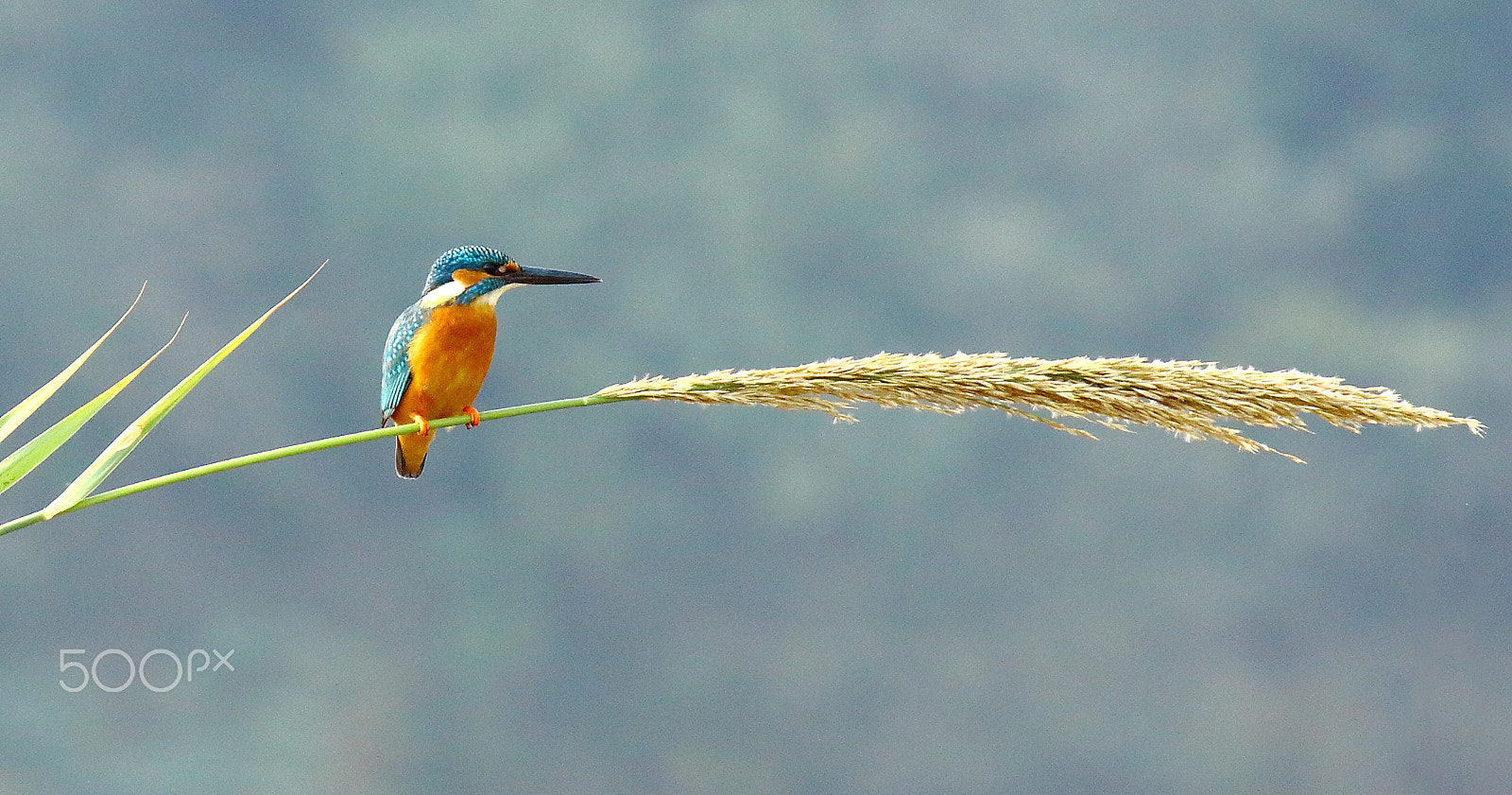 Canon EF-S 55-250mm F4-5.6 IS sample photo. Eurasian kingfisher photography