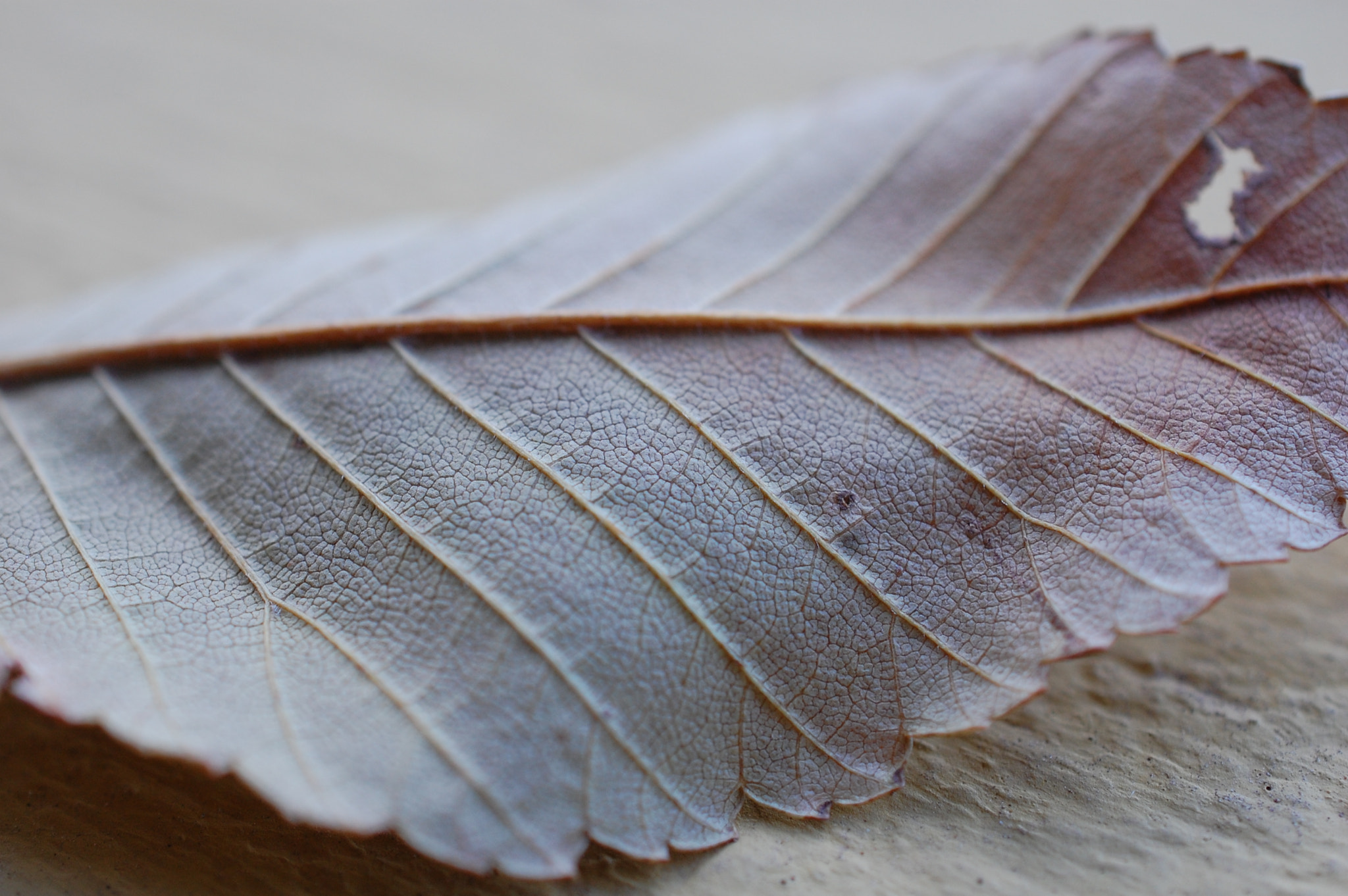 Nikon AF-S DX Micro Nikkor 40mm F2.8 sample photo. Leaf detail photography