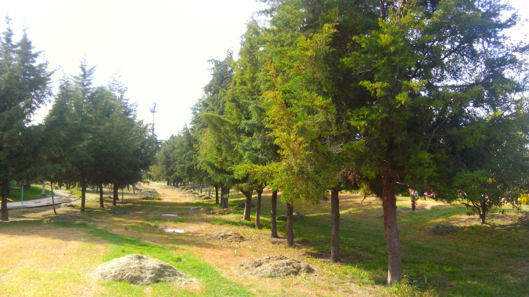 LG G Pro Lite sample photo. Solitario photography