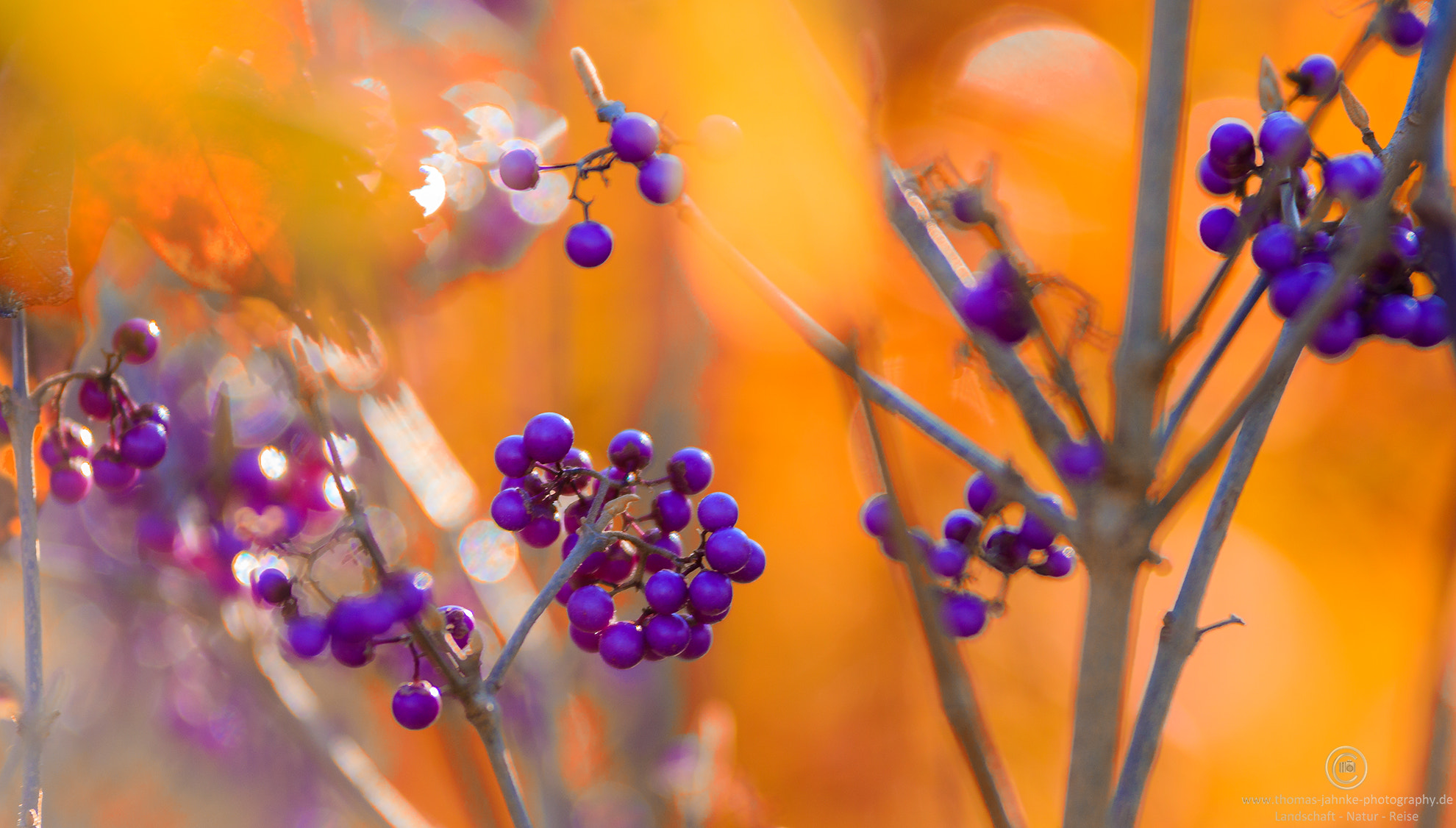 Tamron SP AF 70-200mm F2.8 Di LD (IF) MACRO sample photo. Colors of nature photography