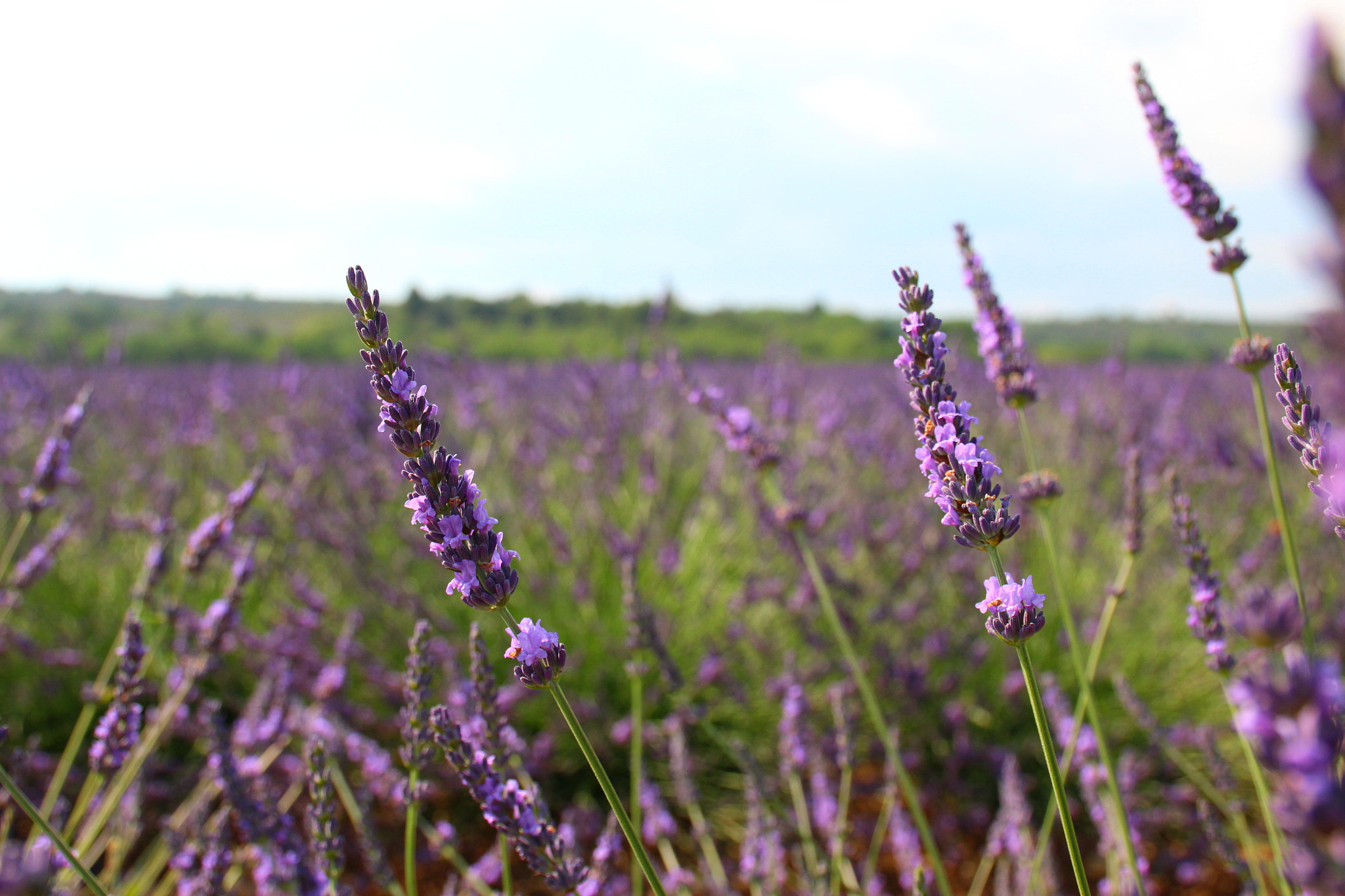 Canon EF 24-105mm F3.5-5.6 IS STM sample photo. Lavender in provence photography