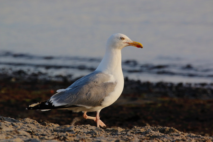 Sigma 150mm f/2.8 EX DG OS HSM APO Macro sample photo. Gull. photography