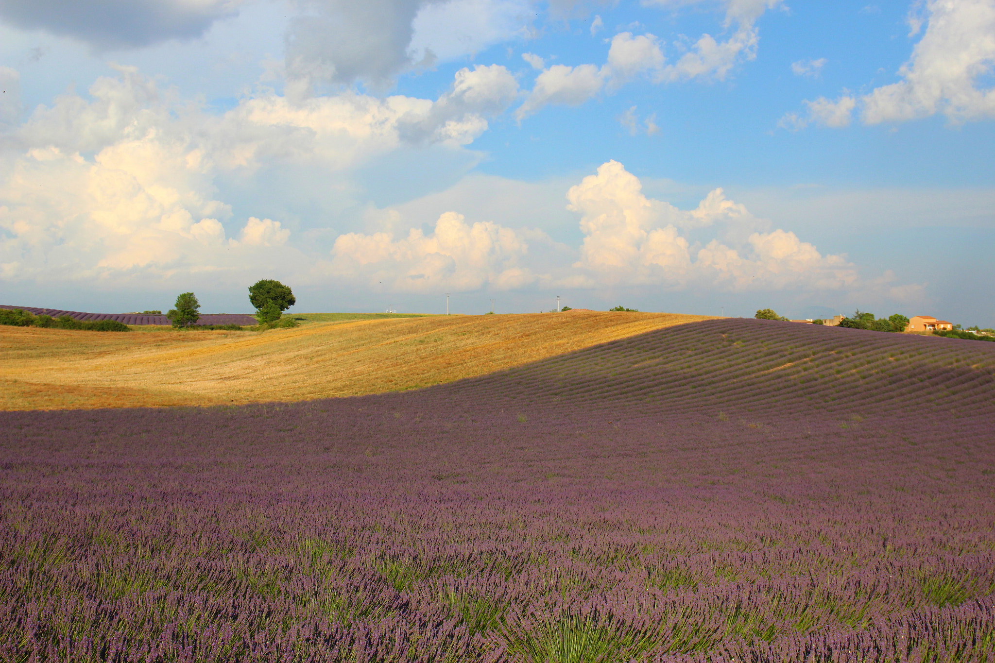 Canon EF 24-105mm F3.5-5.6 IS STM sample photo. Field of lavender in provence photography