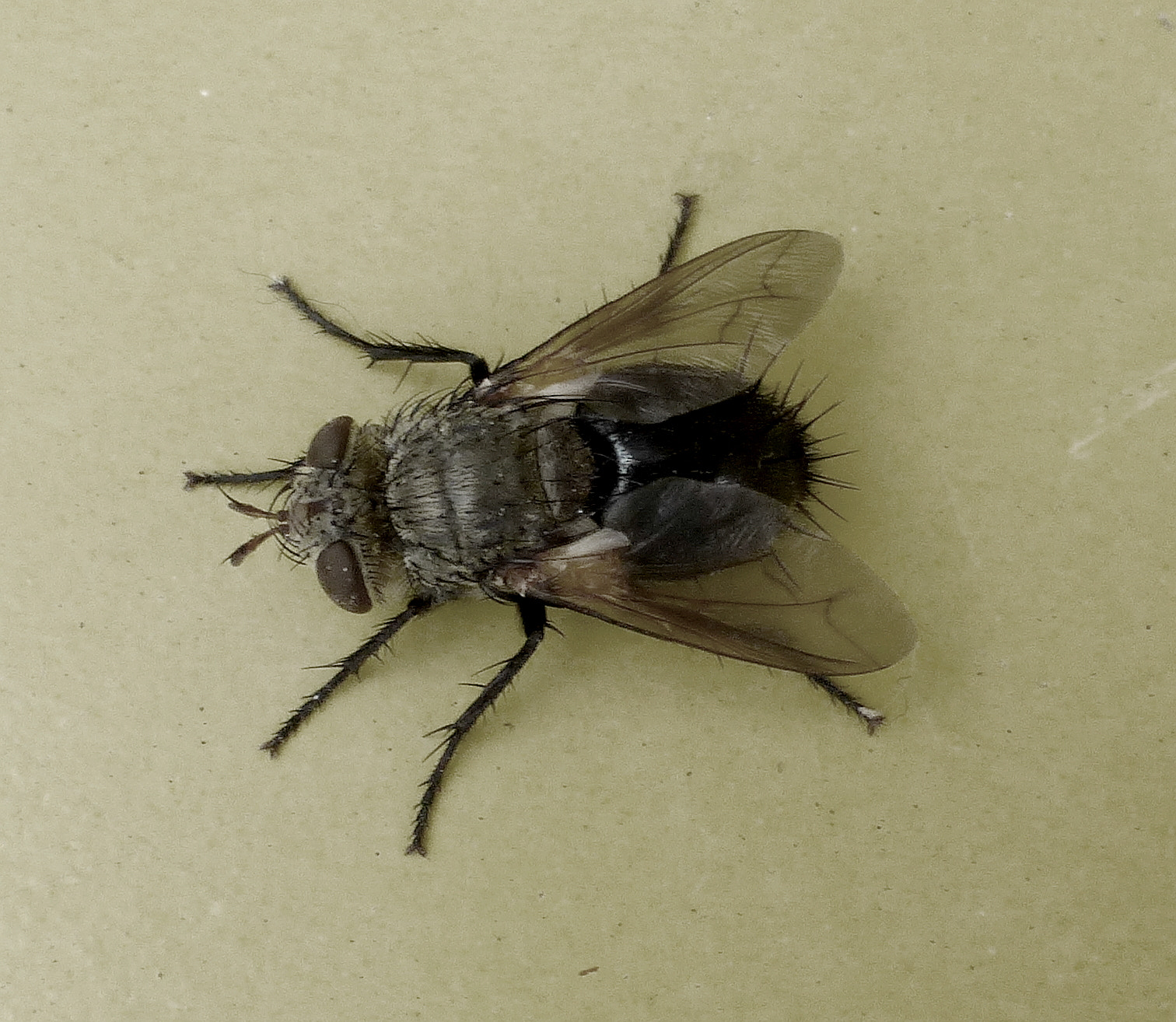 Panasonic Lumix DMC-ZS25 (Lumix DMC-TZ35) sample photo. Big ugly fly photography