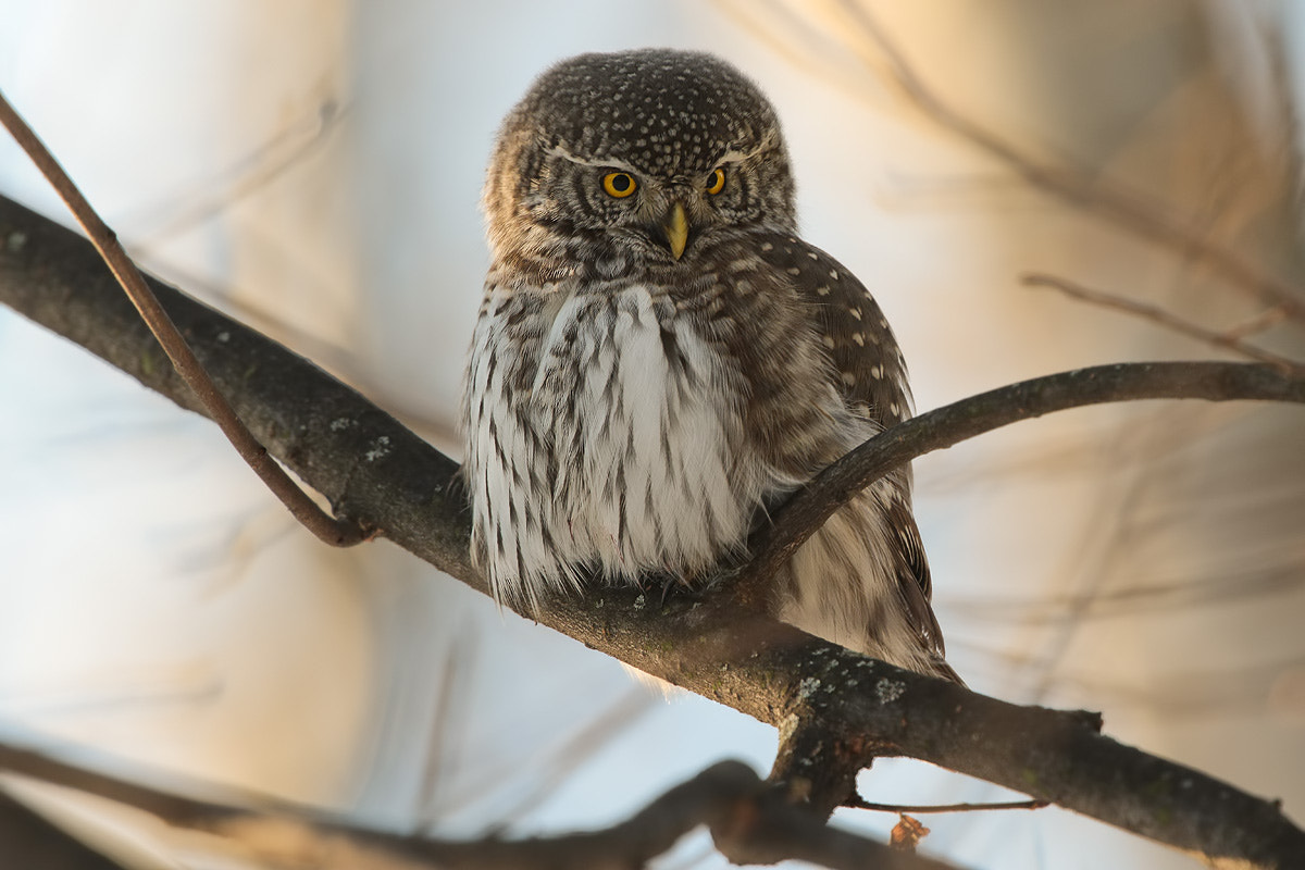 Canon EOS 7D Mark II + Canon EF 300mm F2.8L IS II USM sample photo. Little owl photography