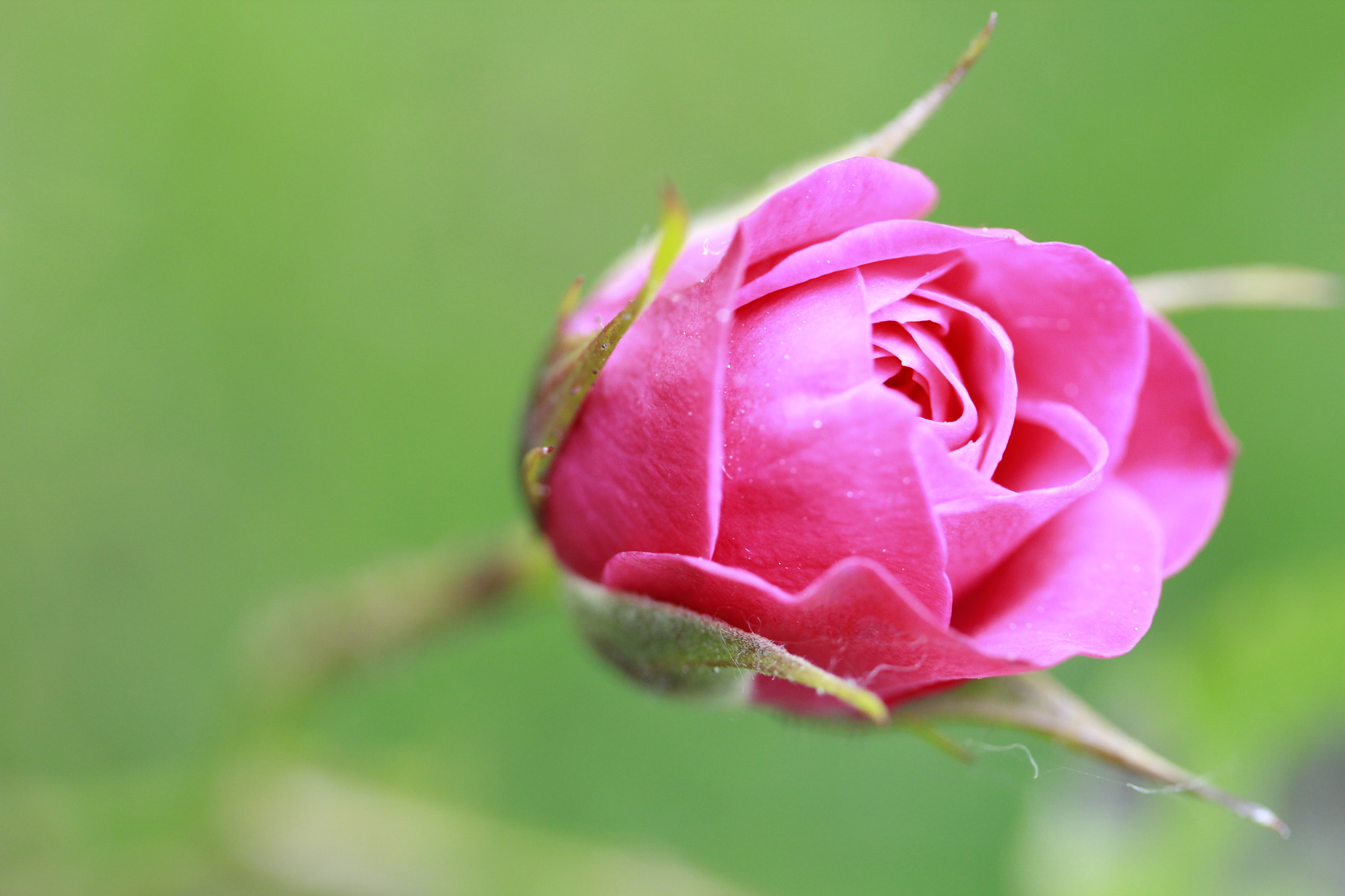 Canon EF-S 60mm F2.8 Macro USM sample photo